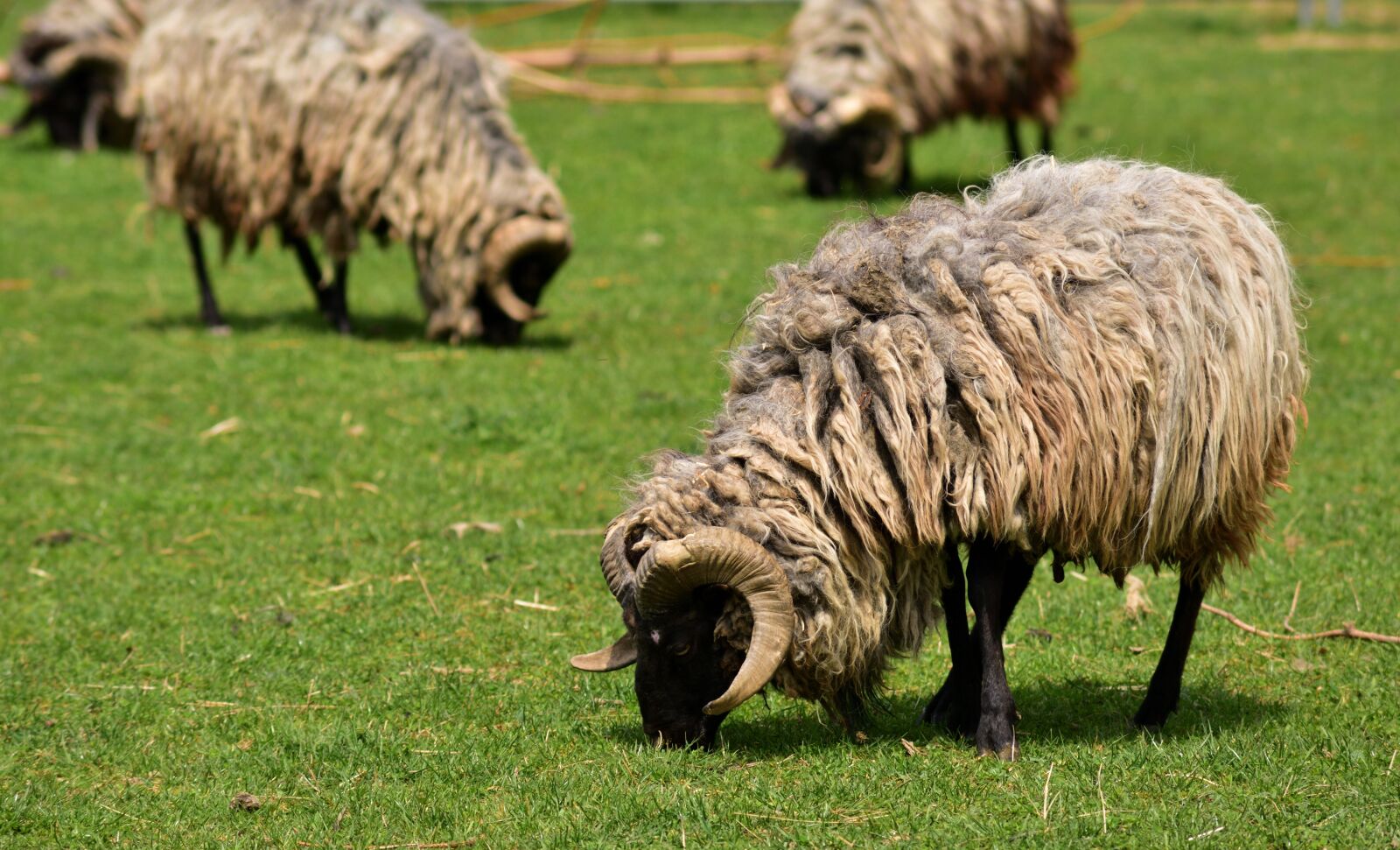 Nikon D750 sample photo. Sheep, schnucke, heidschnucke photography