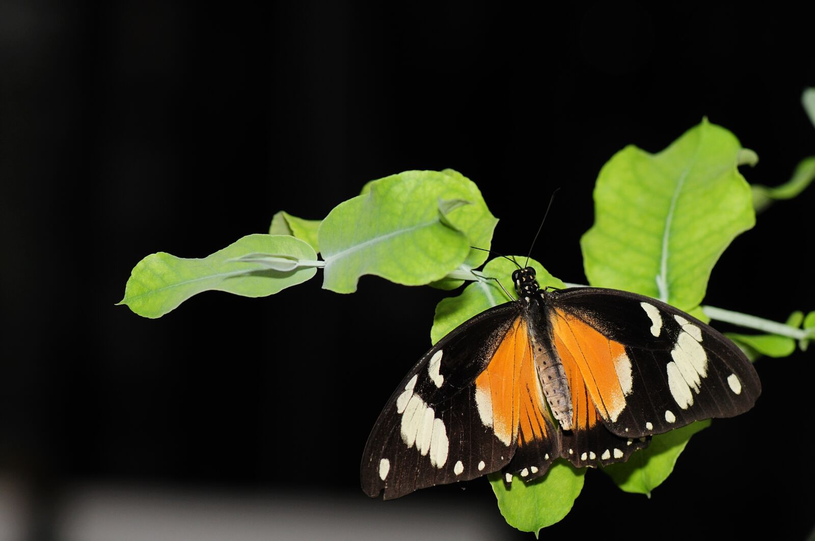 Nikon D300 sample photo. Butterfly, nature, insect photography