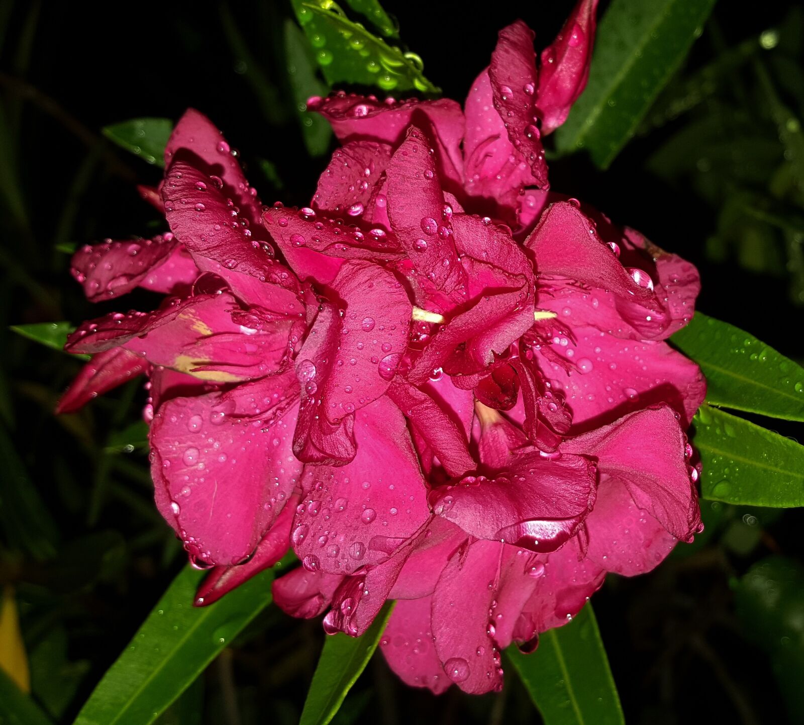Samsung Galaxy Note5 sample photo. Flowers, oleander, petals photography