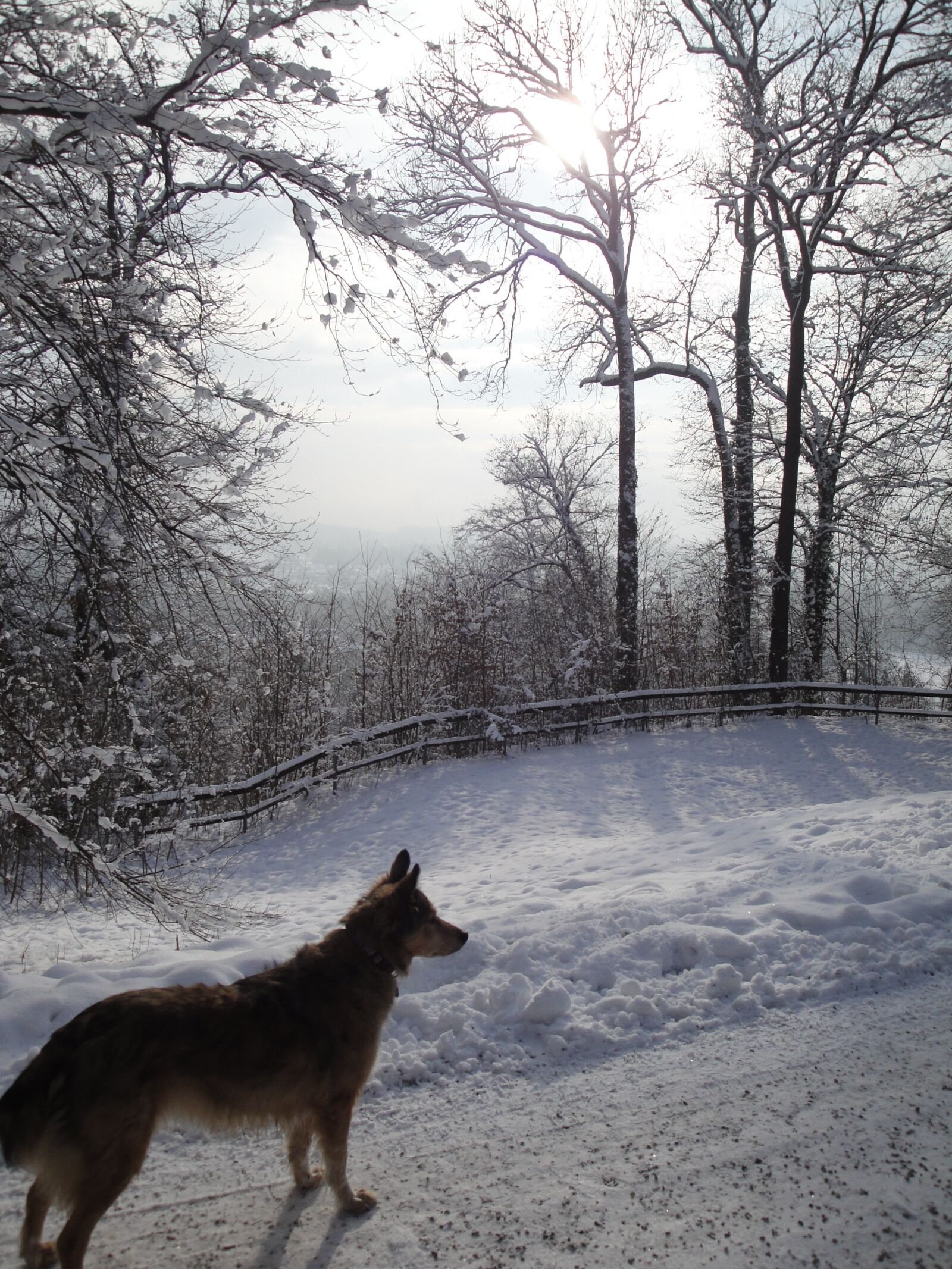Sony Cyber-shot DSC-W290 sample photo. Snow, wintry, dog photography