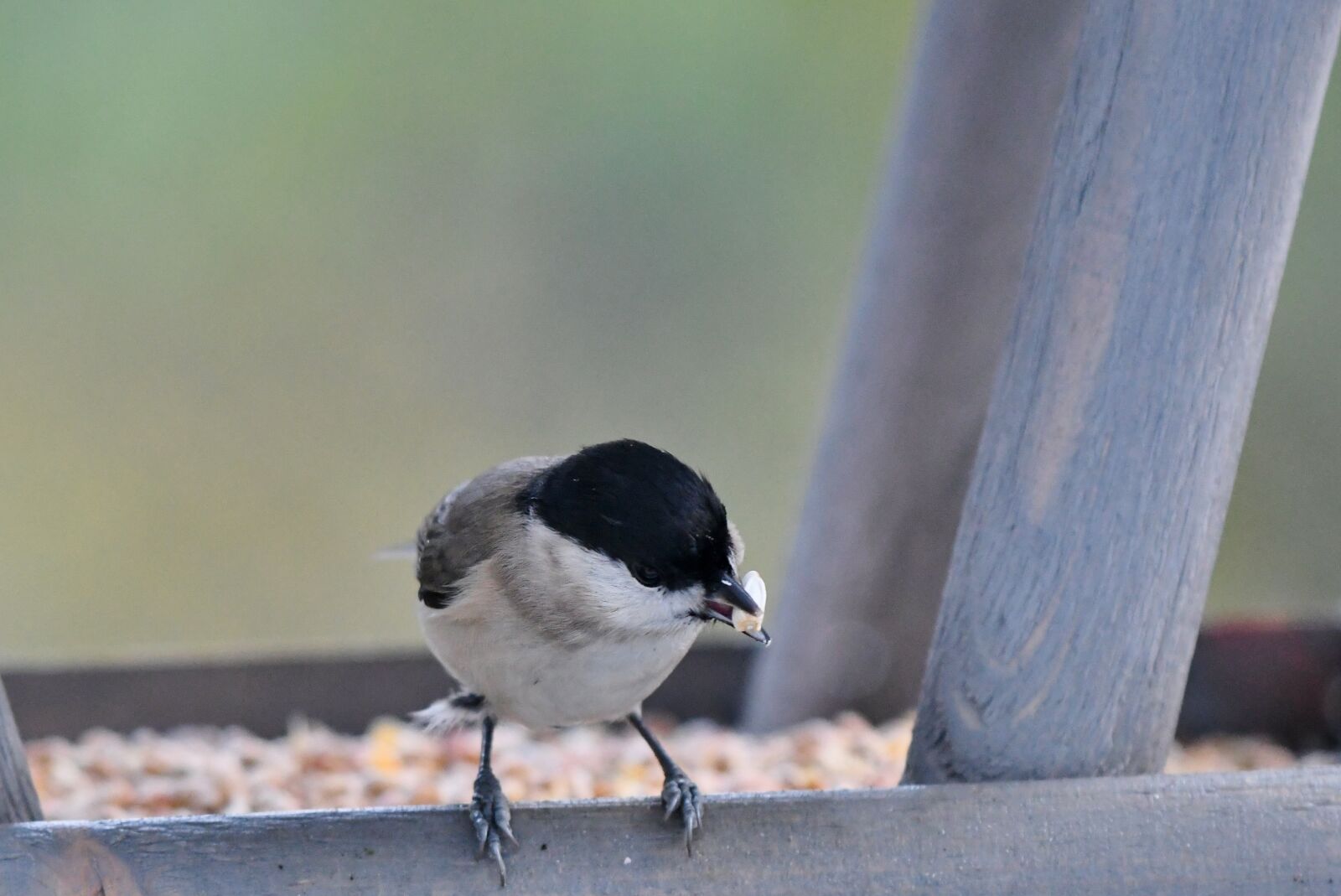 Nikon D500 sample photo. Bird, more can be photography