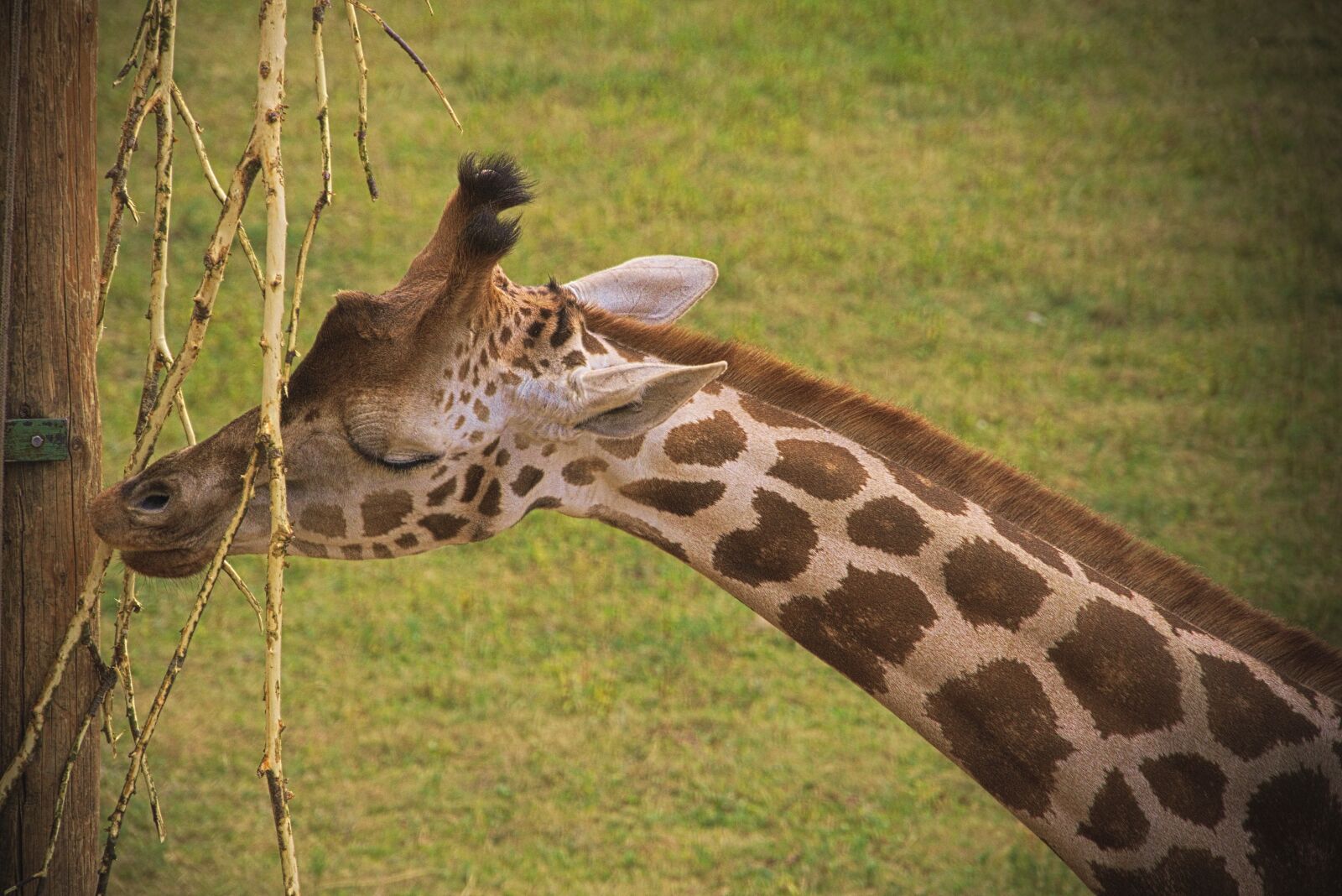 Panasonic Lumix DMC-GH3 sample photo. Giraffe, animal, africa photography