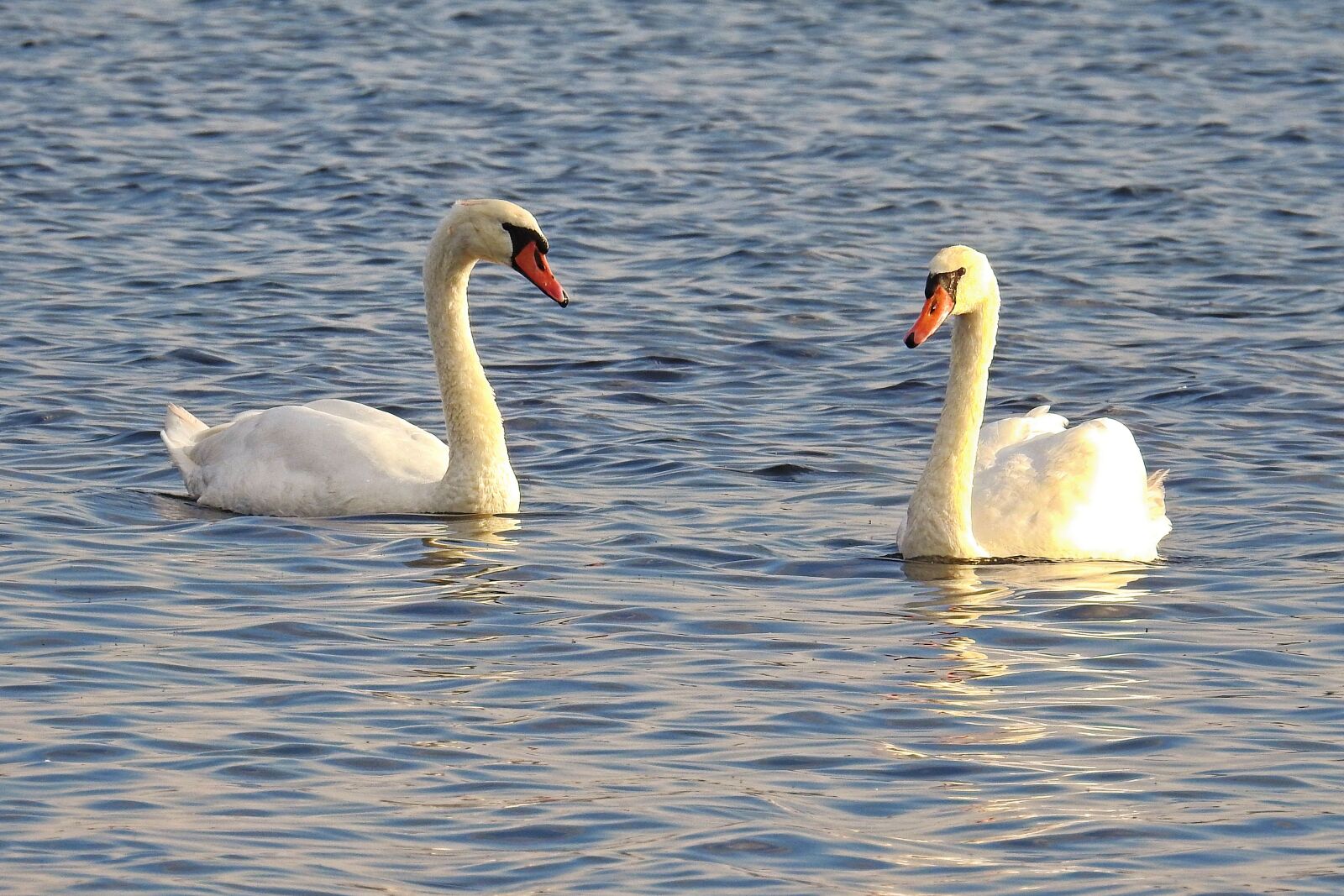Nikon Coolpix P900 sample photo. Swans, mute swans, water photography