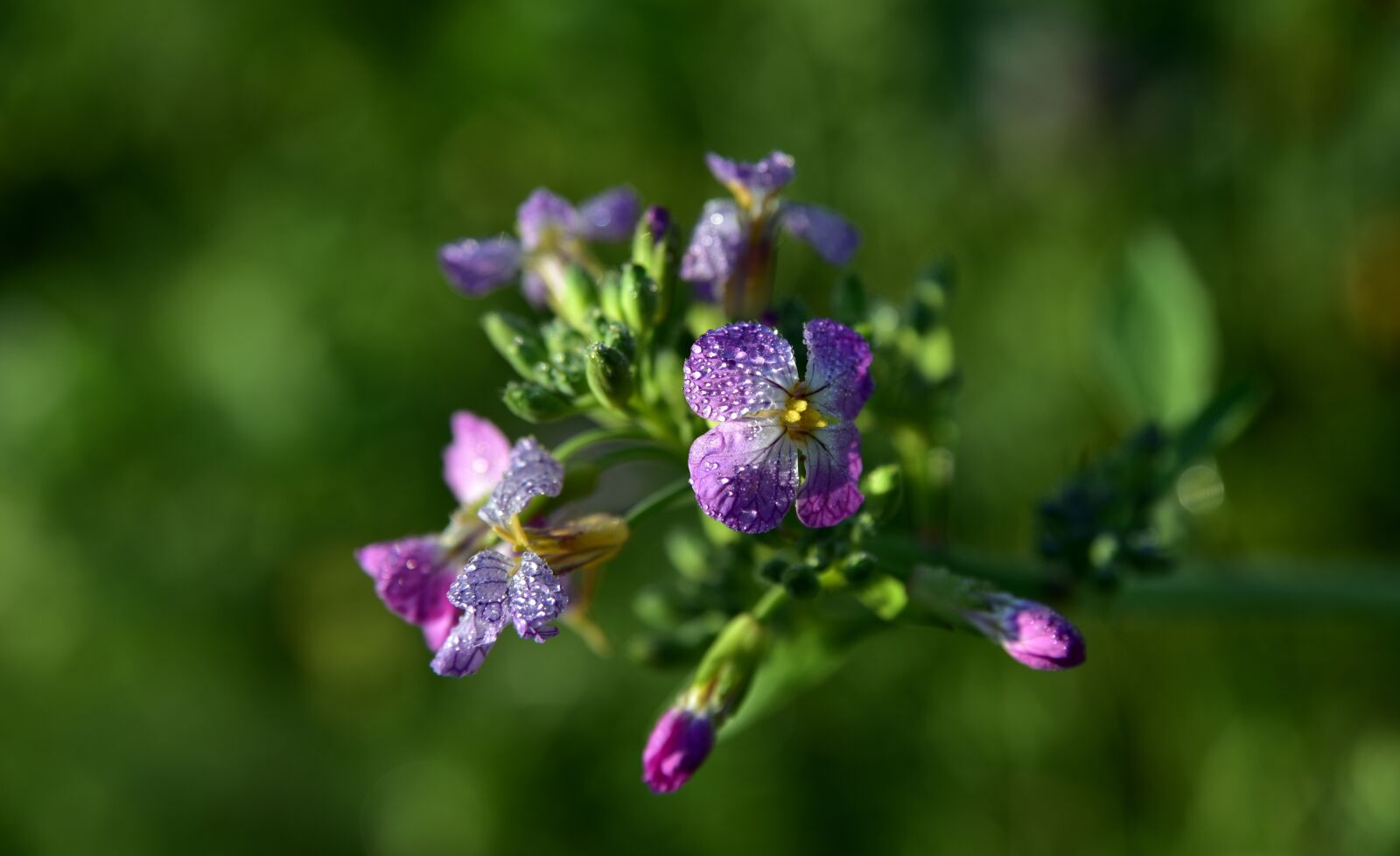 Nikon D750 sample photo. Blossom, bloom, flower photography