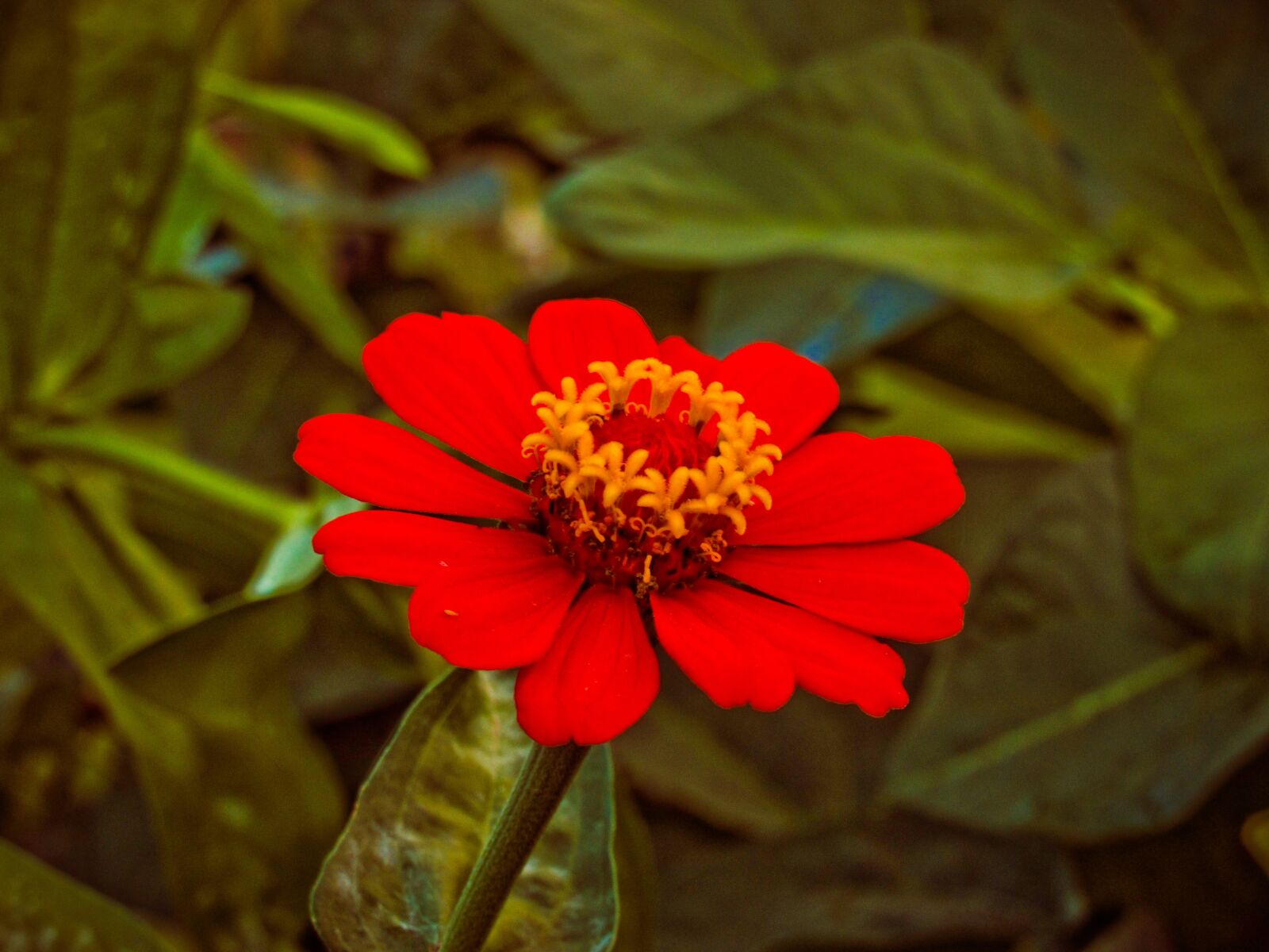 Canon PowerShot SX530 HS sample photo. Flor, vermelha, planta photography