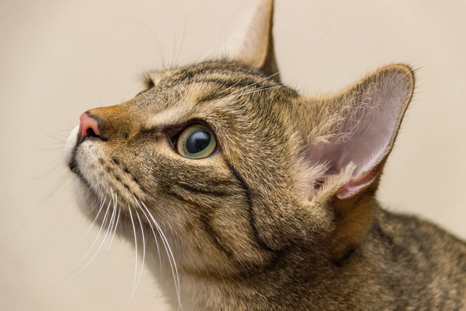 Canon EOS 600D (Rebel EOS T3i / EOS Kiss X5) sample photo. Cat, european shorthair, race photography
