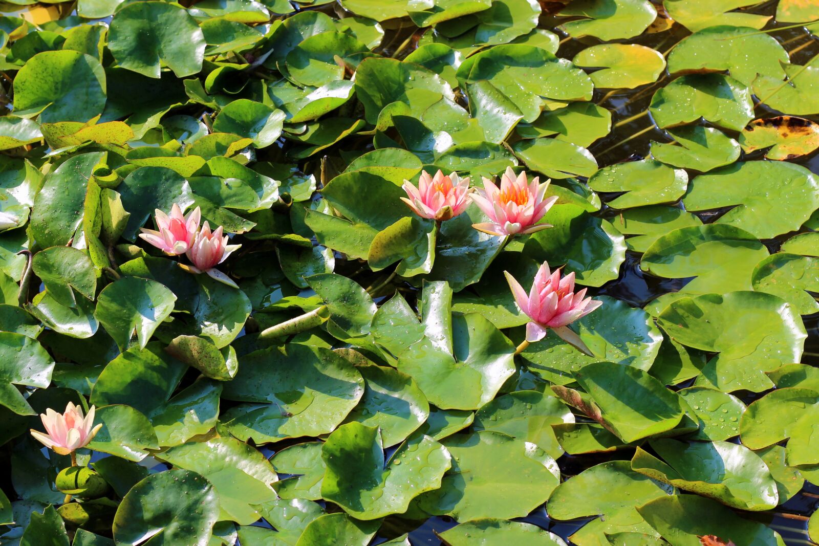 Canon EOS 600D (Rebel EOS T3i / EOS Kiss X5) + Canon EF 50mm F1.8 STM sample photo. Water lily, lily, pond photography