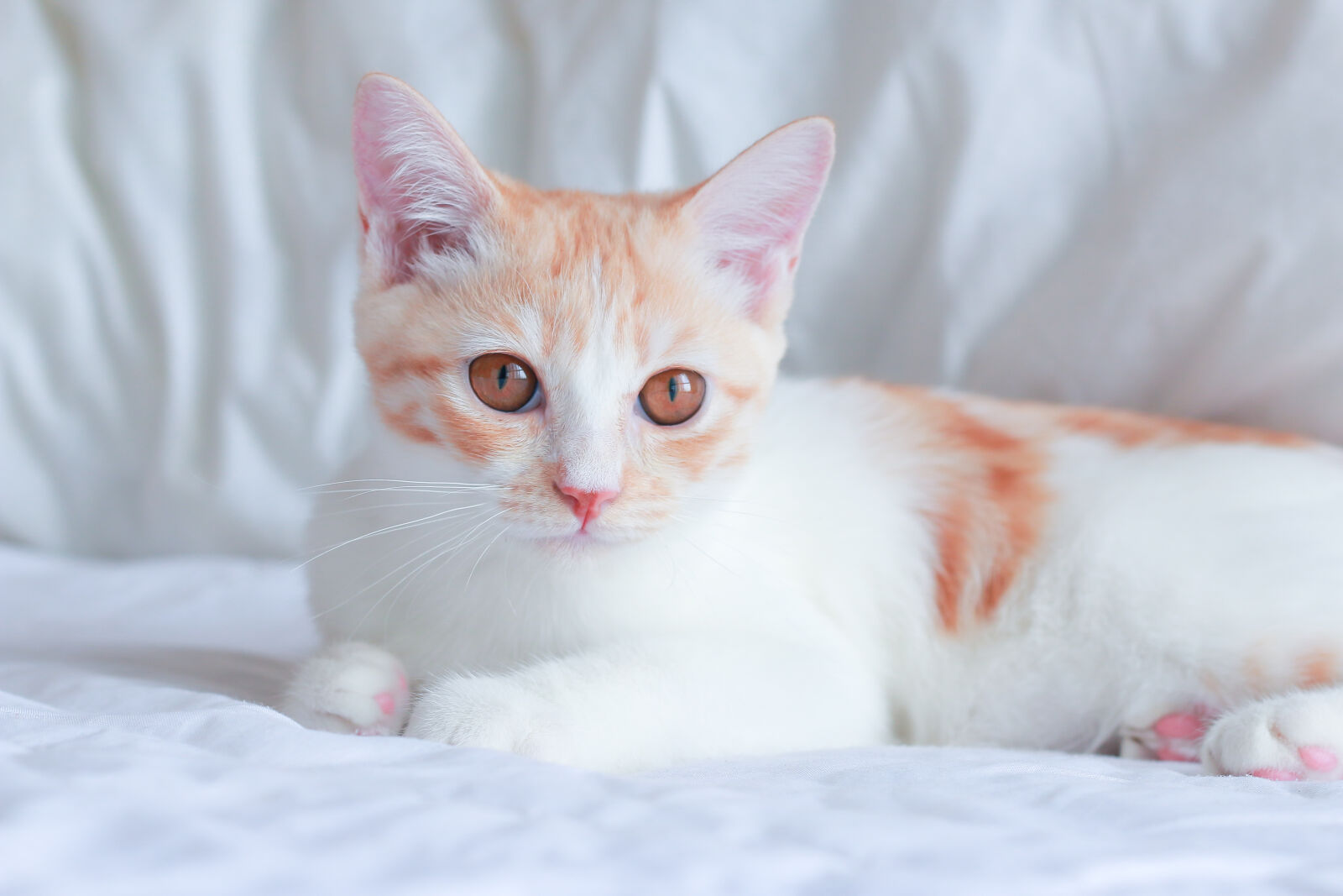 Canon EOS 70D + Canon EF 50mm F1.8 II sample photo. Cat photography