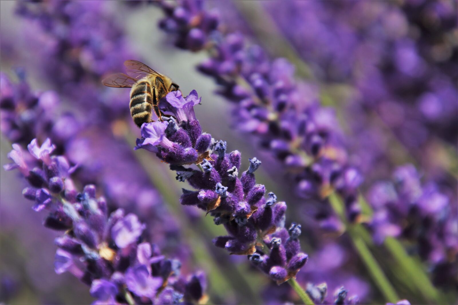 Canon EOS 80D sample photo. Lavender fields, bee, lavender photography