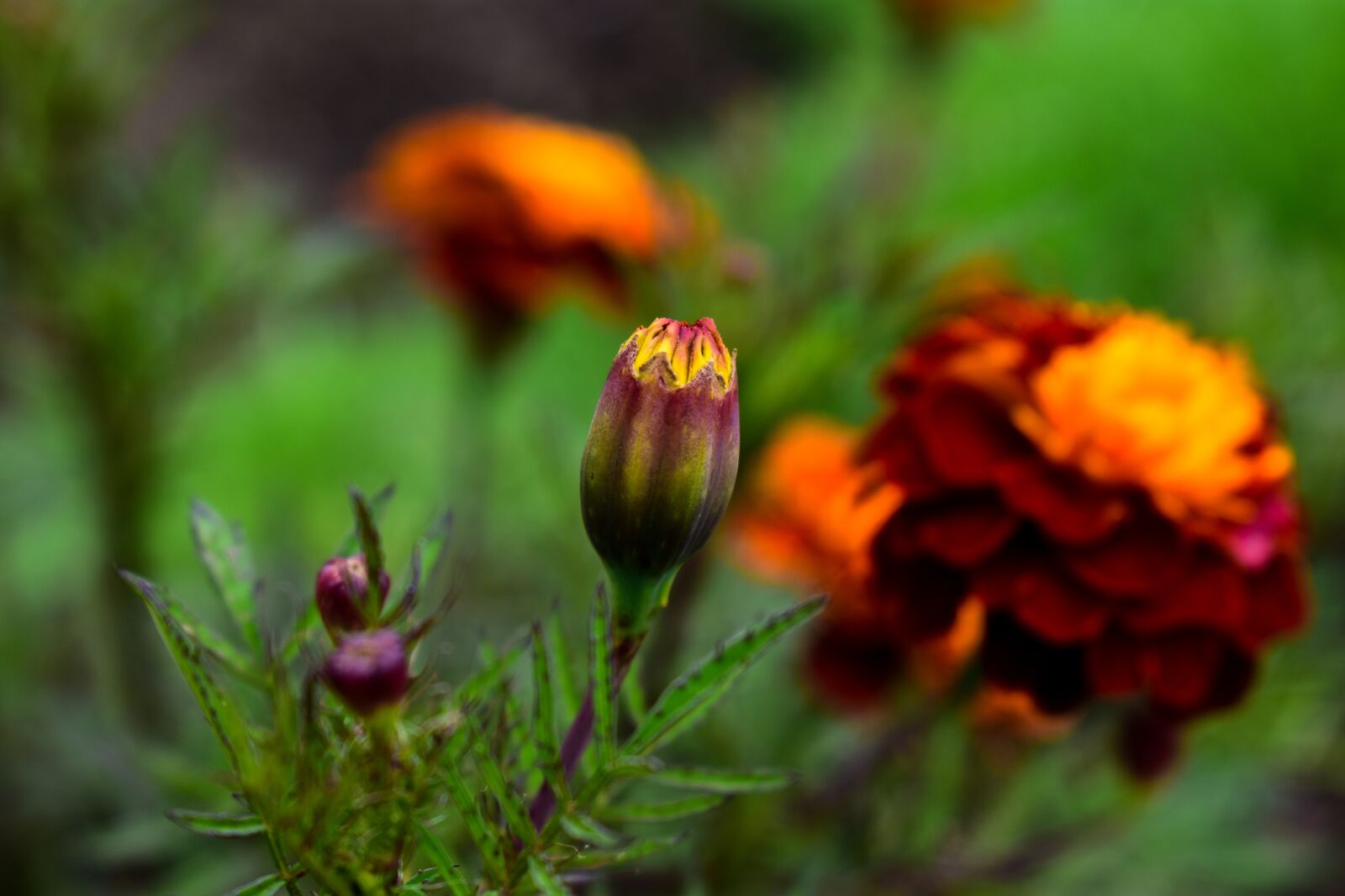 Nikon D3400 sample photo. Flower, nature, plant photography
