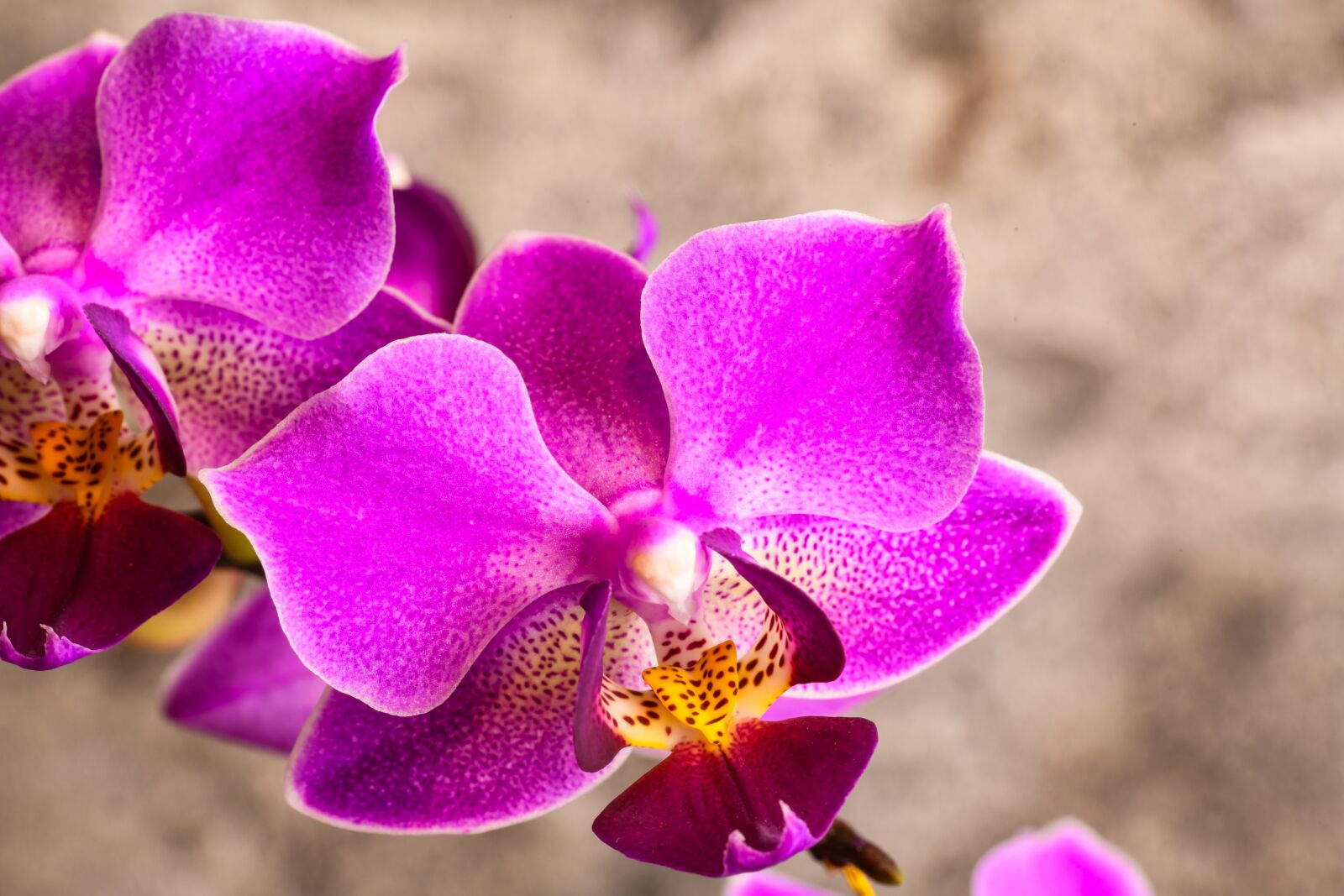 Nikon D850 sample photo. Flower, blossom, bloom photography