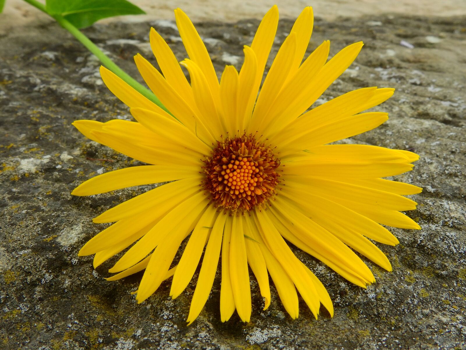 Nikon Coolpix P900 sample photo. Margarite, flower, blossom photography