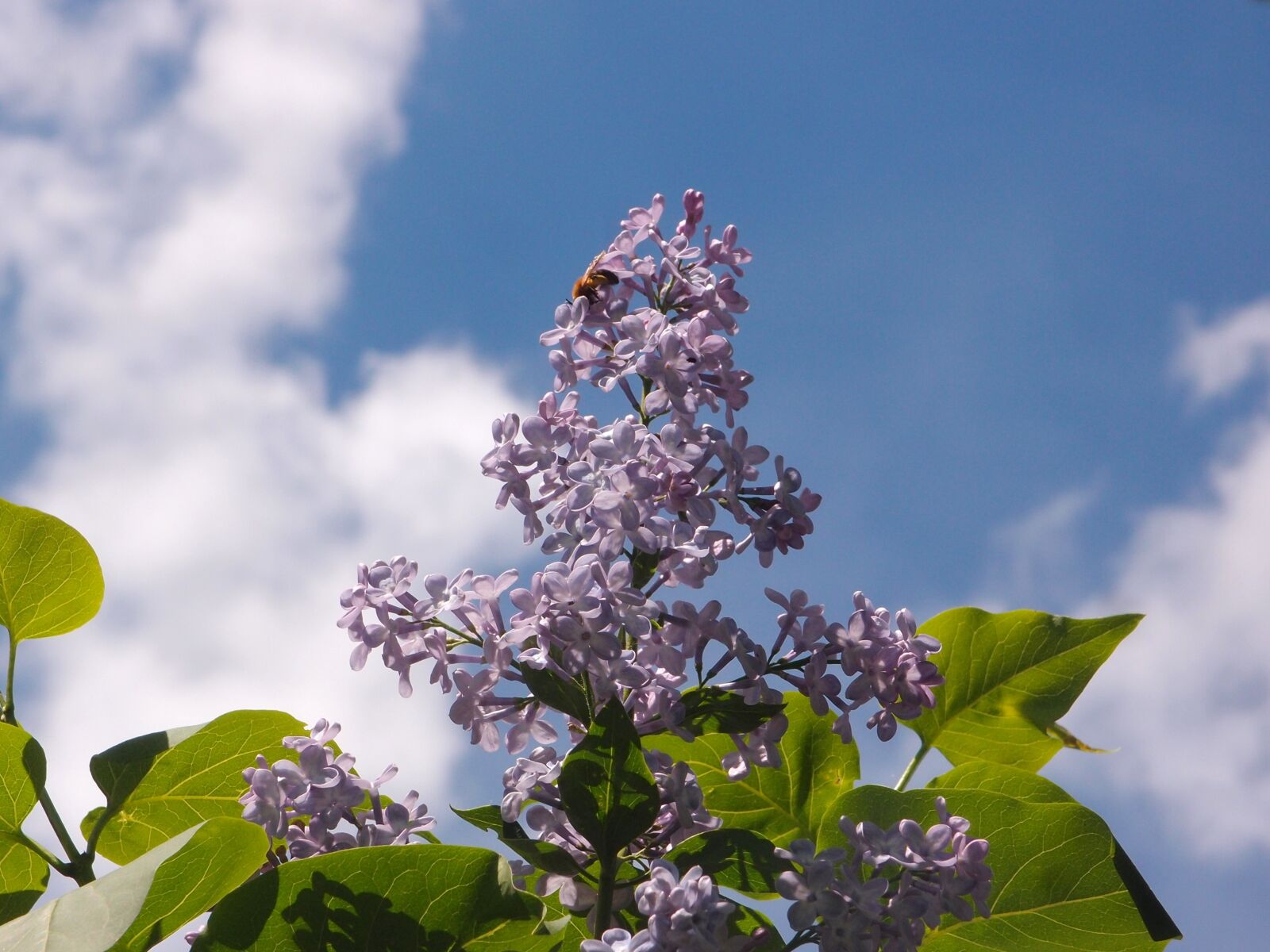 Olympus XZ-1 sample photo. Sky, lilac, lilac flowers photography
