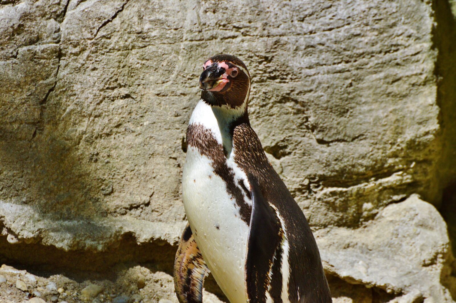 Nikon D3200 sample photo. Penguin, bird, water bird photography