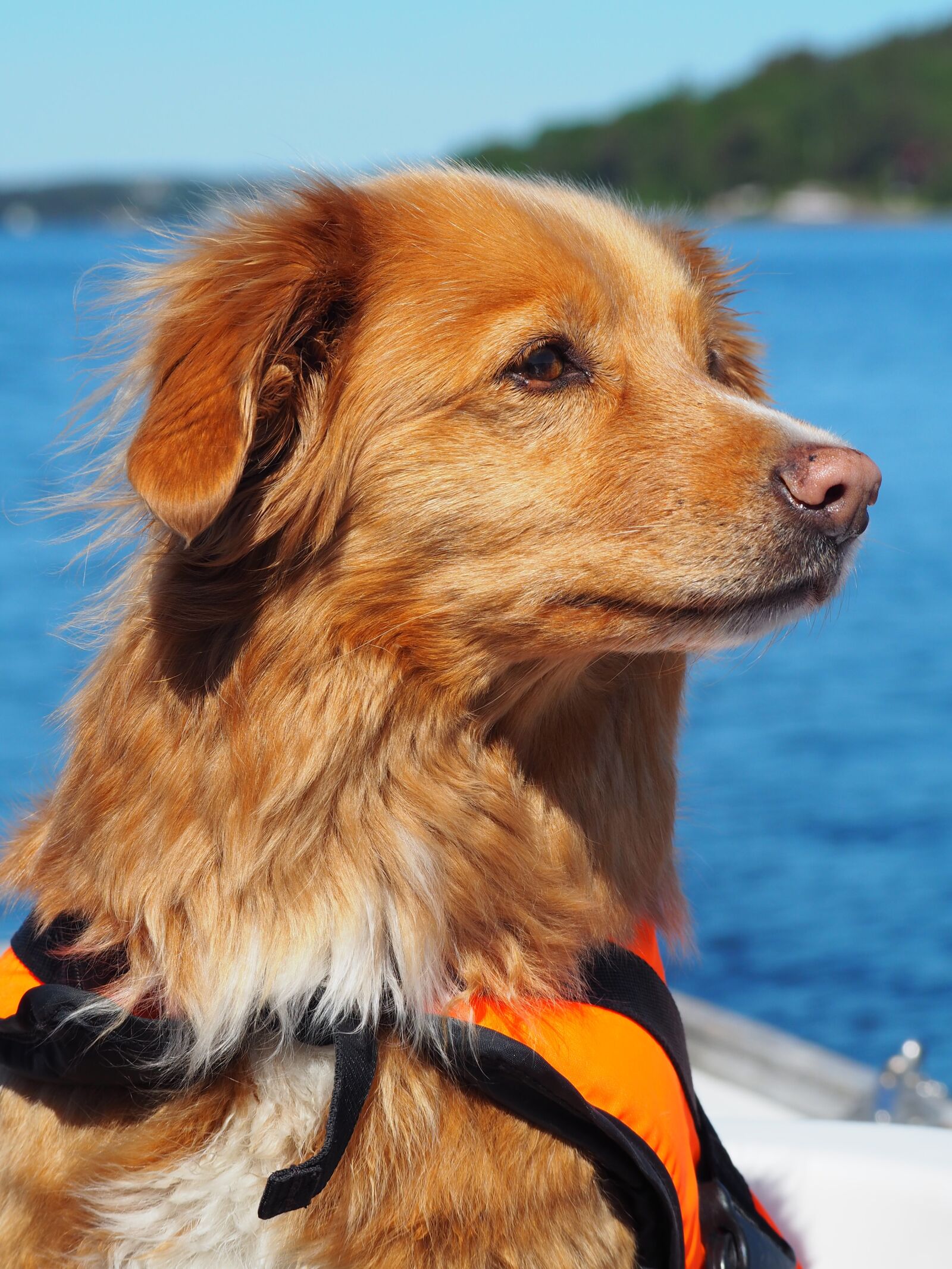 Olympus OM-D E-M10 II sample photo. Dog, boat, retriever photography