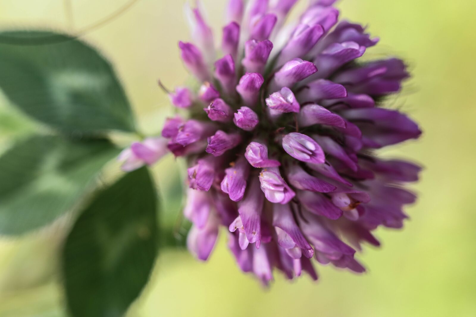 Canon EOS 7D Mark II sample photo. Flower, single flower, summer photography
