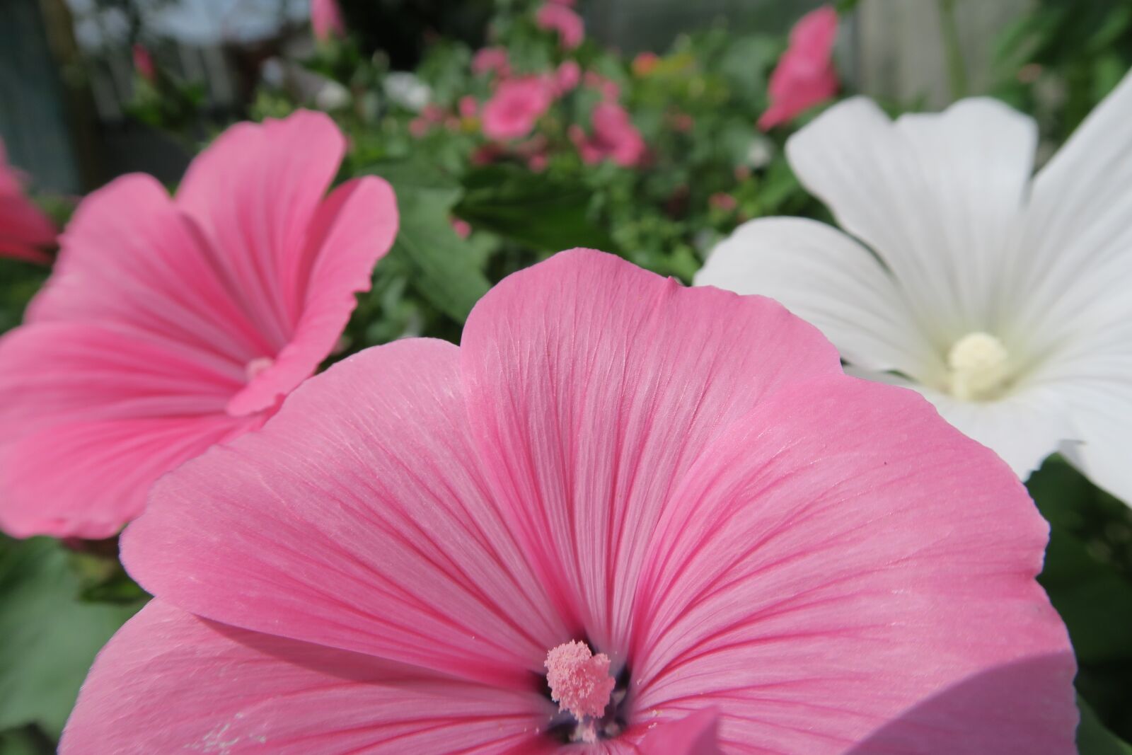 Canon PowerShot G7 X sample photo. Flower, pink, flowers photography