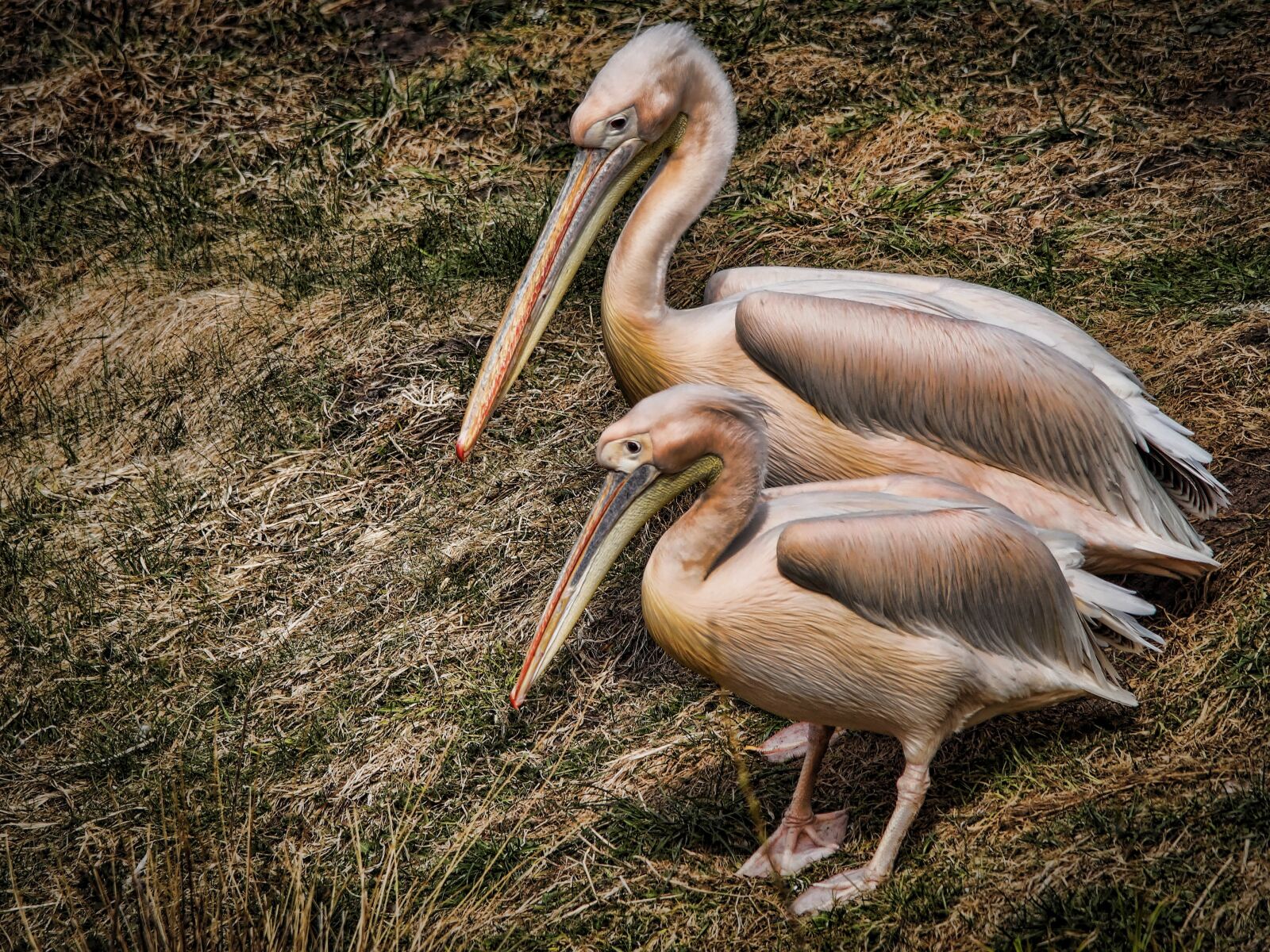 Sony SLT-A58 sample photo. Pelicans, birds, water photography