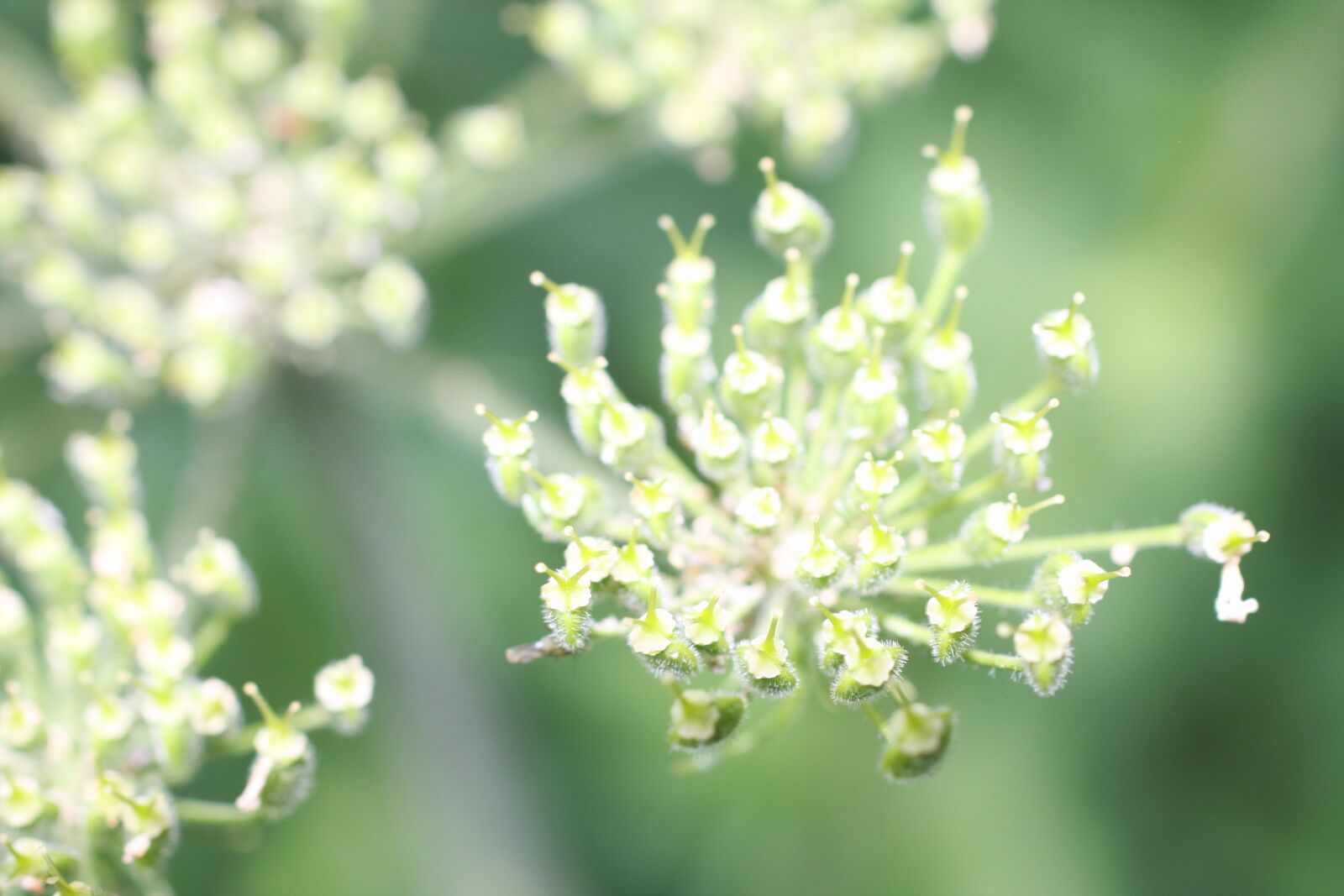 Canon EOS 40D sample photo. Plant, green, blossom photography