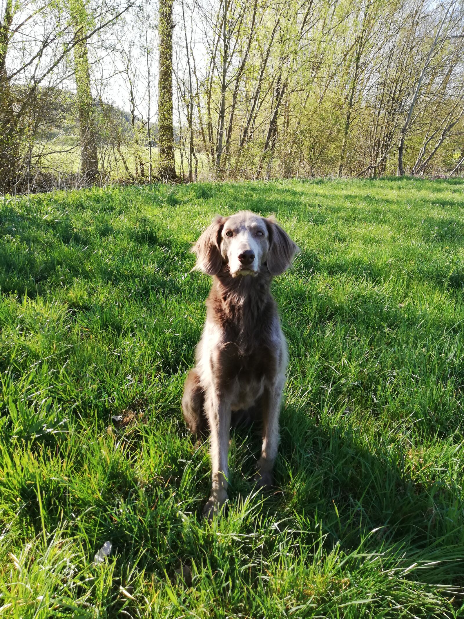 HUAWEI P20 lite sample photo. Dog, weimaraner, meadow photography