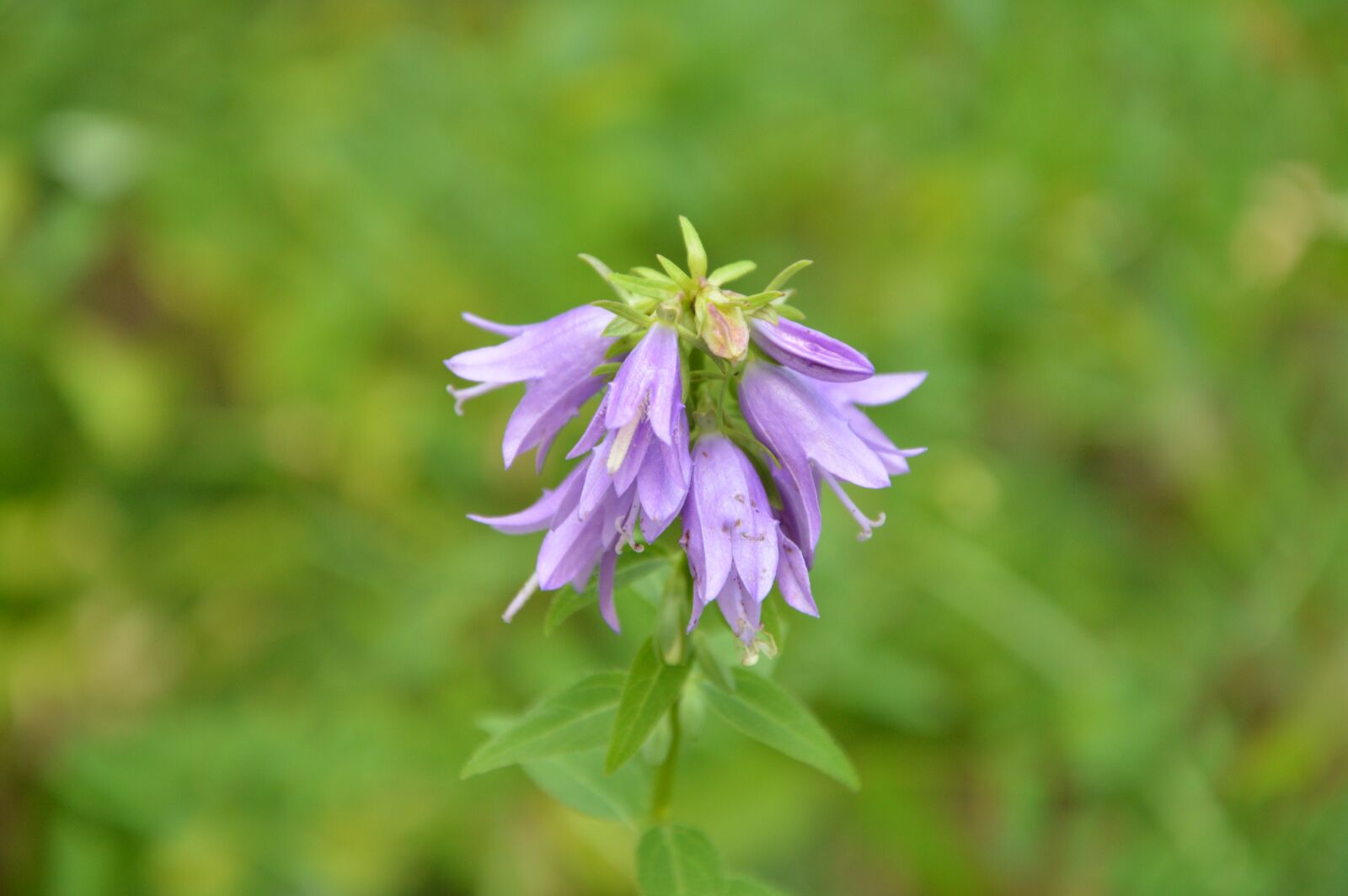 Nikon D3200 sample photo. Krasnodarskiy kray, nature, flowers photography