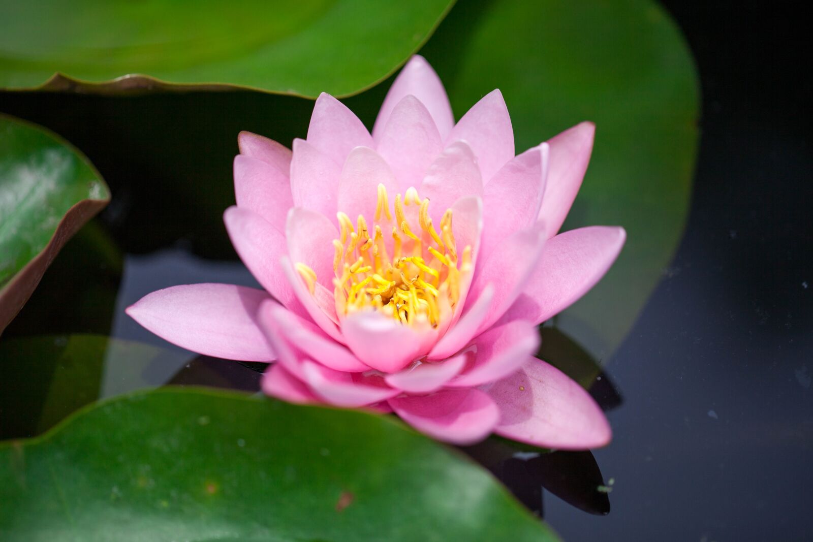 Canon EF 100mm F2.8L Macro IS USM sample photo. Flower, lotus, pink photography