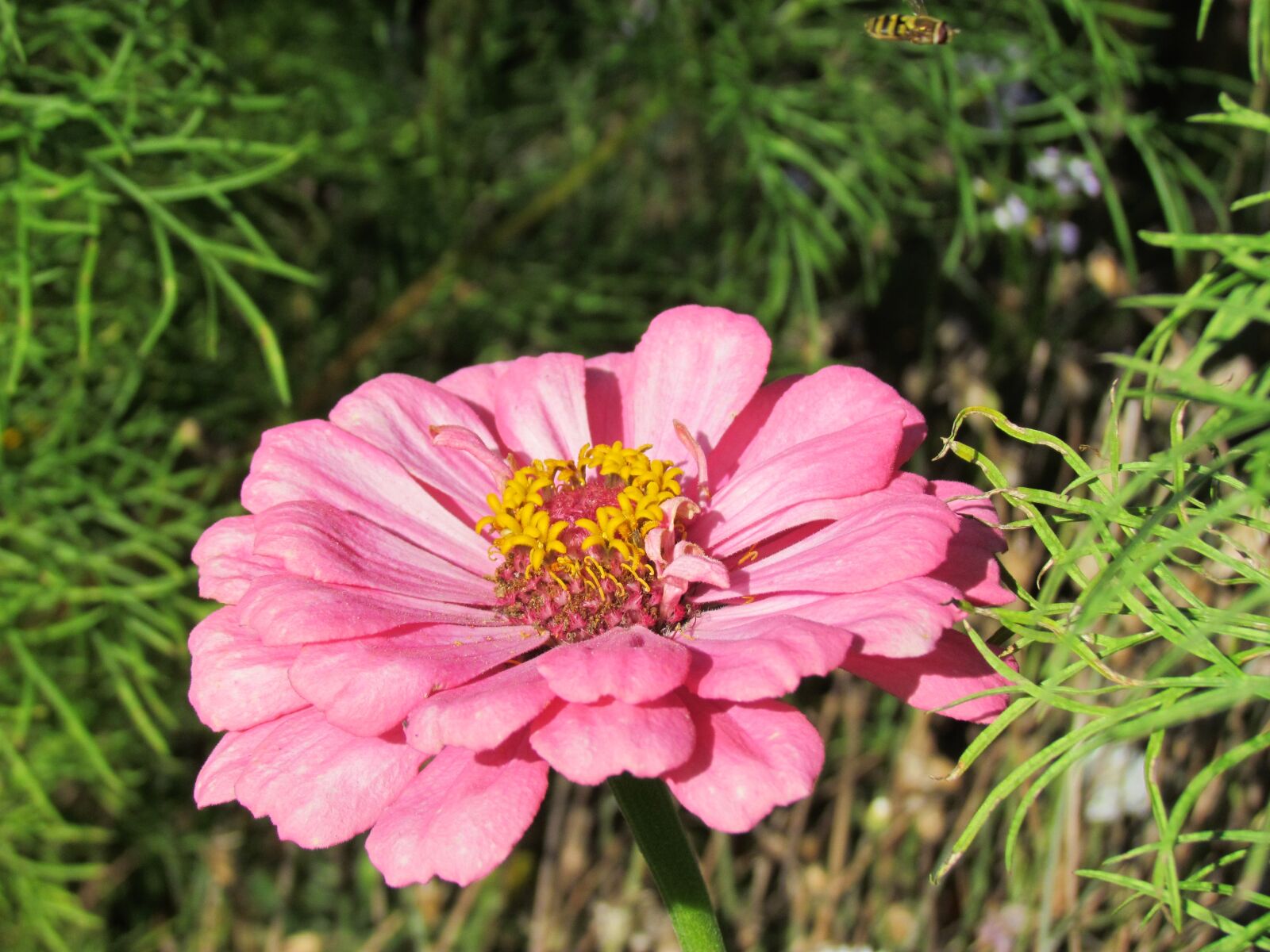 Canon PowerShot SX30 IS sample photo. Flower, yellow, nature photography