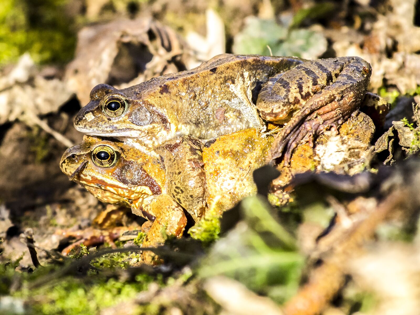 Olympus E-5 sample photo. Frog, common frog, amphibians photography