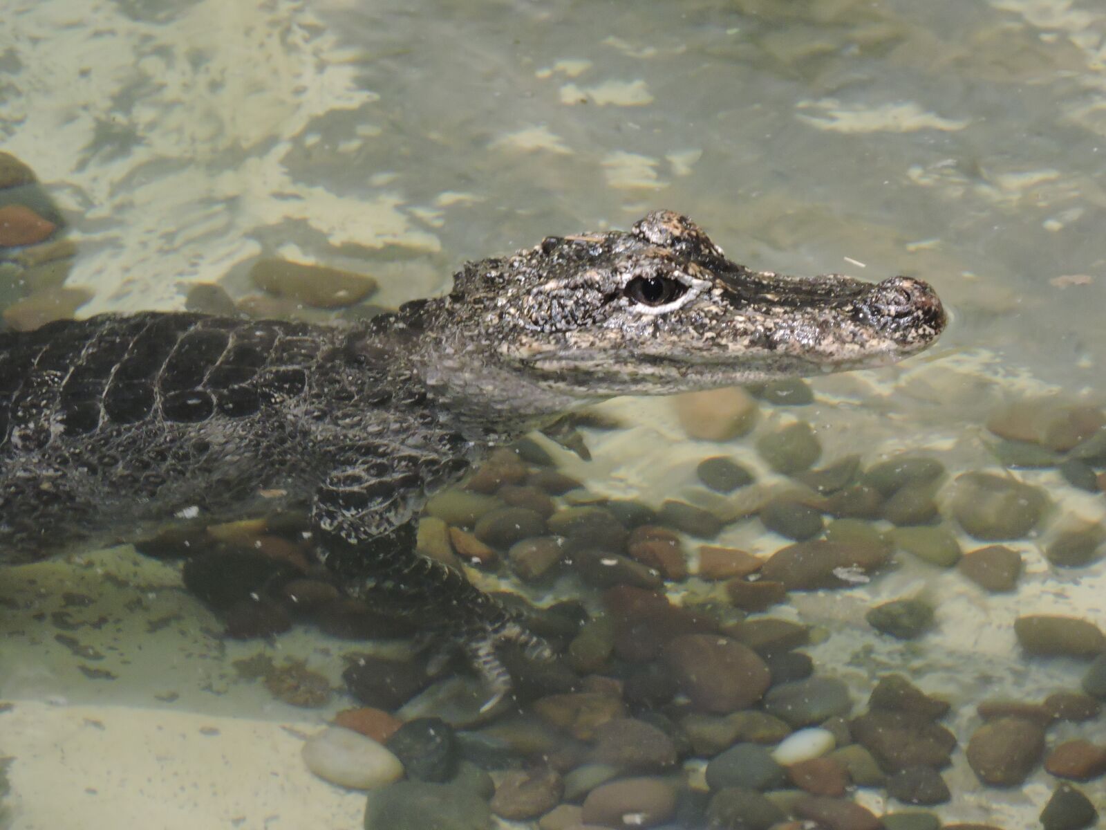 Nikon Coolpix P530 sample photo. Alligator, zoo, reptile photography