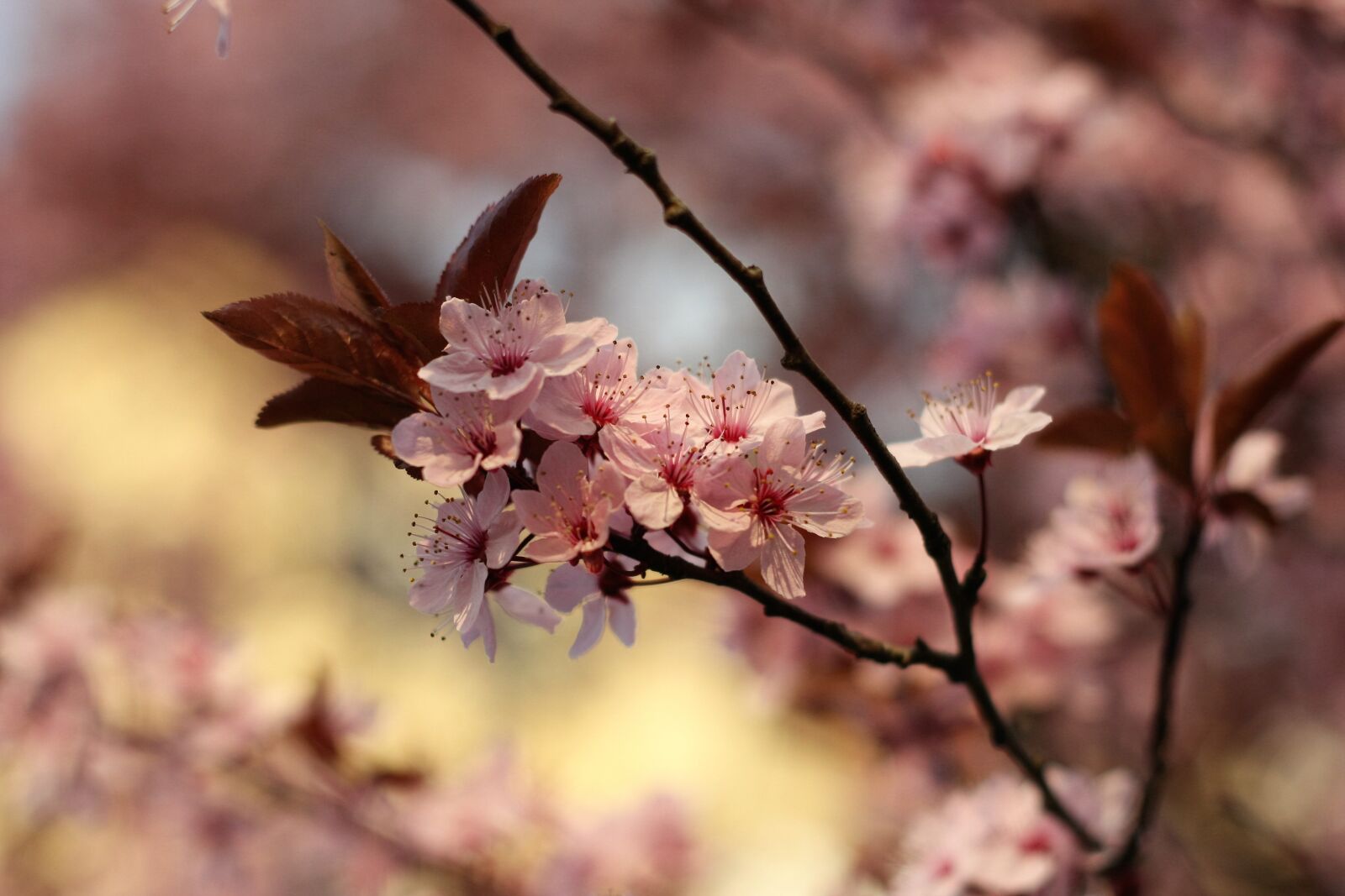 Canon EOS 40D sample photo. Flower, tree, nature photography