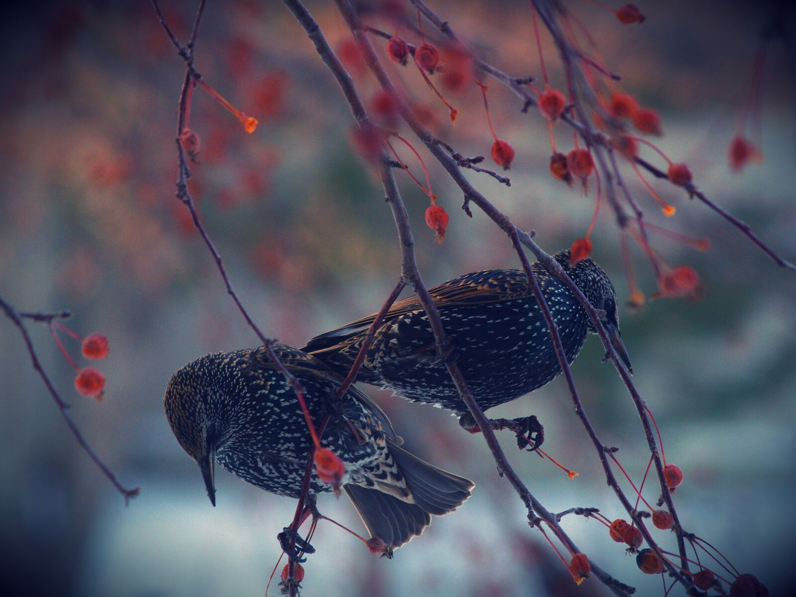 Olympus E-500 (EVOLT E-500) sample photo. Nature, bird, wildlife photography