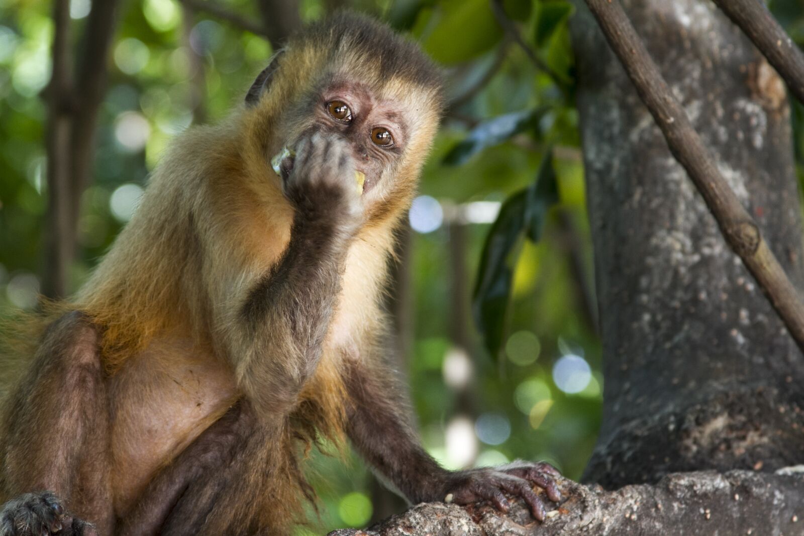 Canon EF 28-135mm F3.5-5.6 IS USM sample photo. Monkey, nature, animal photography