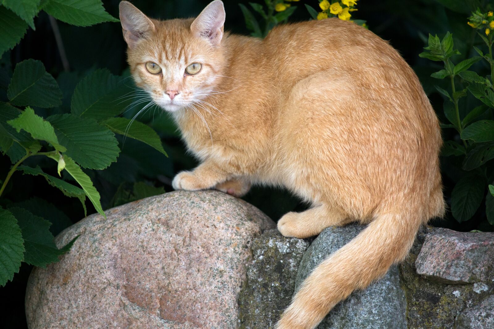 Canon EF 100-400mm F4.5-5.6L IS USM sample photo. Cat, animal, nature photography