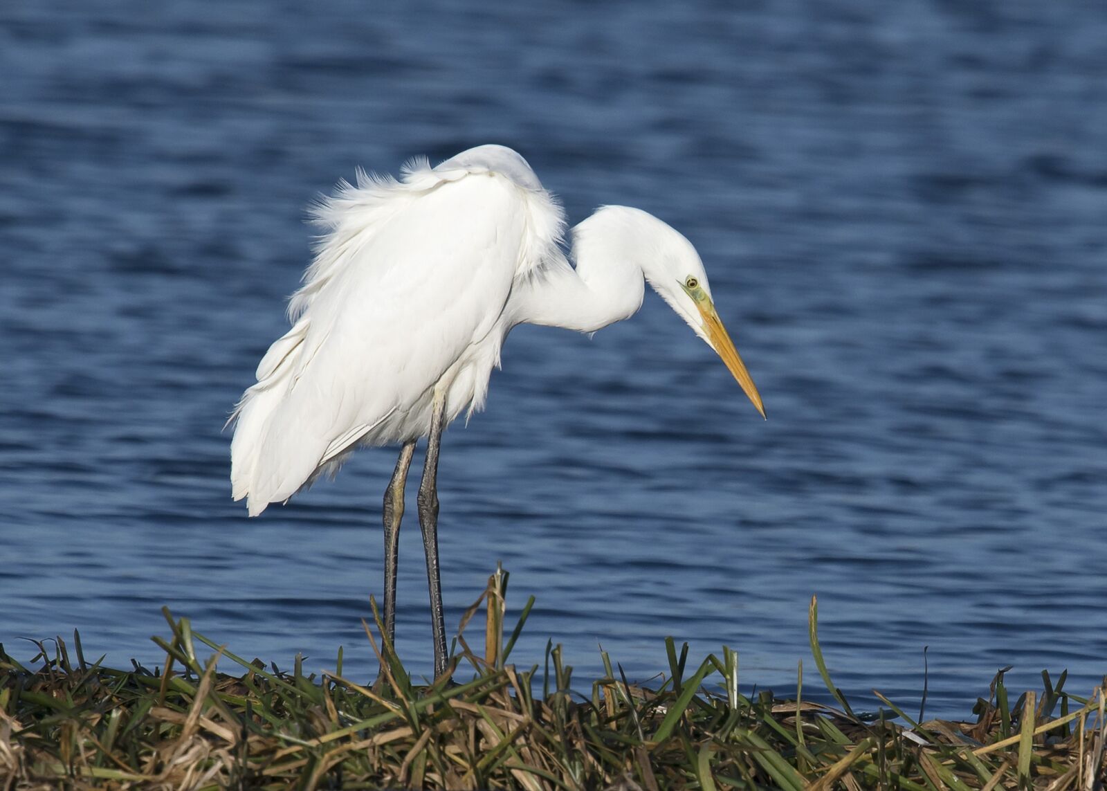 Nikon D500 sample photo. Bird, wildlife, egret photography