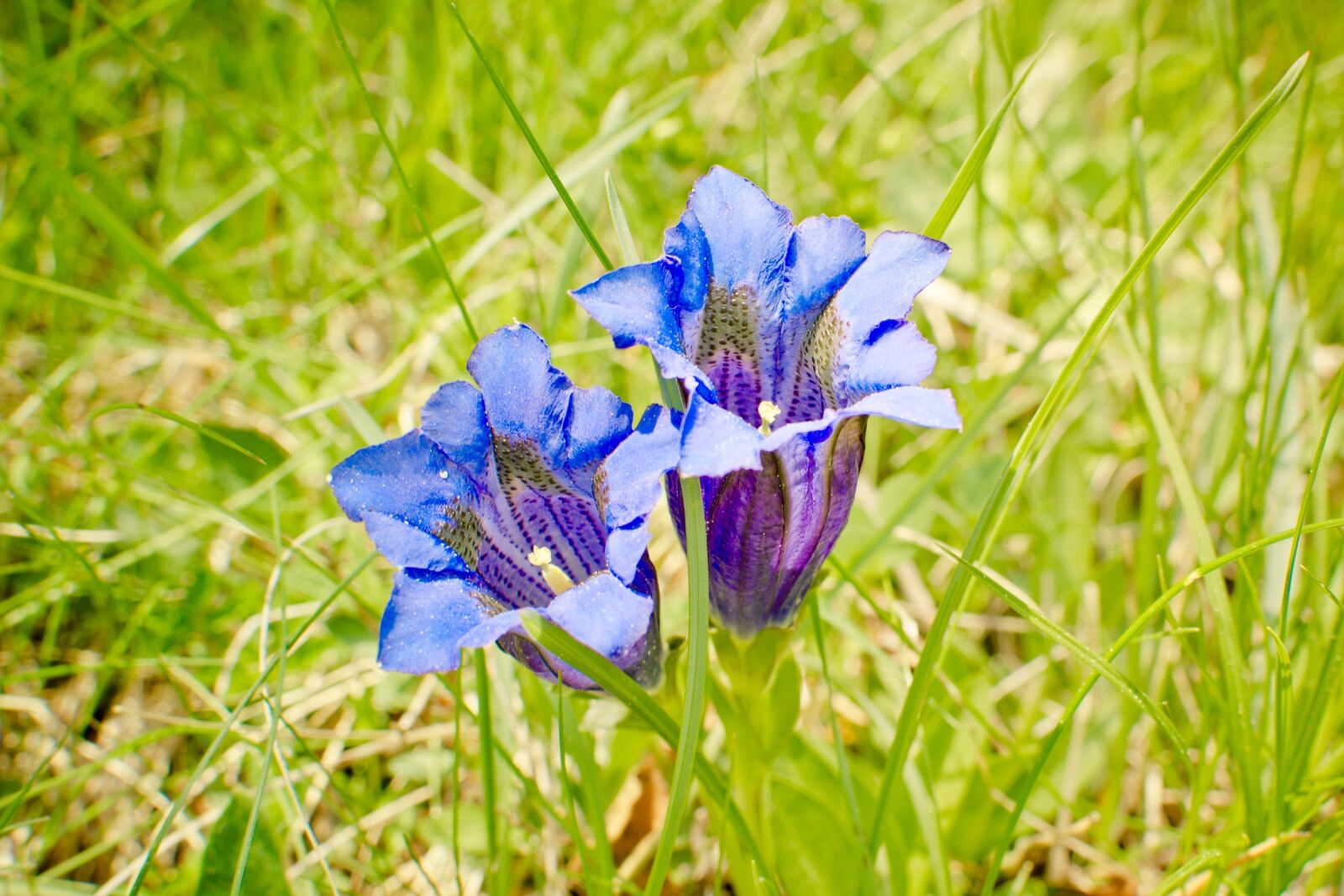 Nikon D7100 sample photo. Clusius gentian, blossom, bloom photography