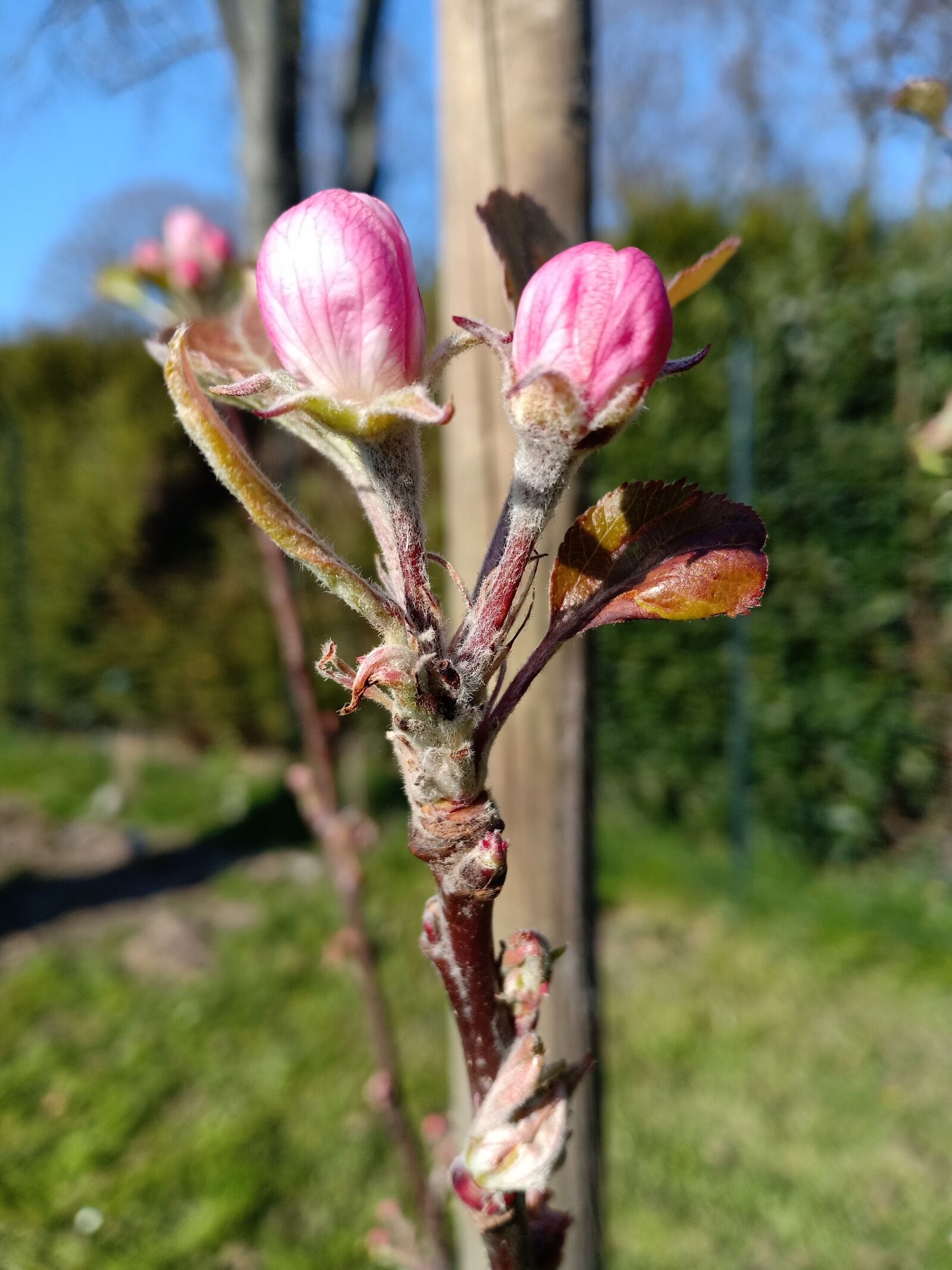 OPPO F7 sample photo. Elstar, apple tree, fruitboompje photography