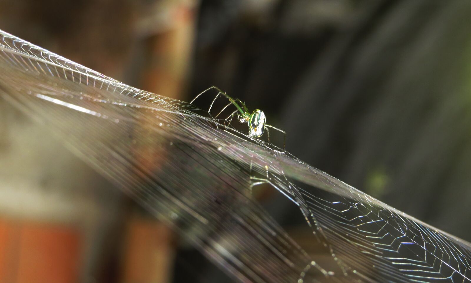 Canon PowerShot SX50 HS sample photo. Insect, nature, outdoors photography