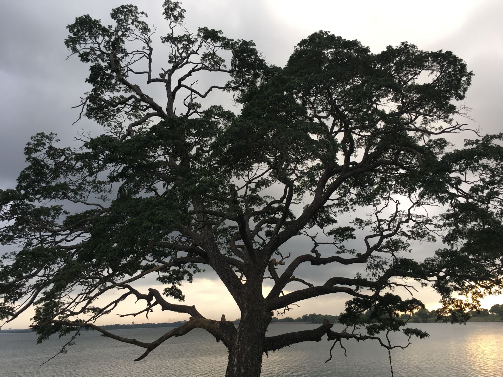 Apple iPhone 6s sample photo. Tree, dam, water photography