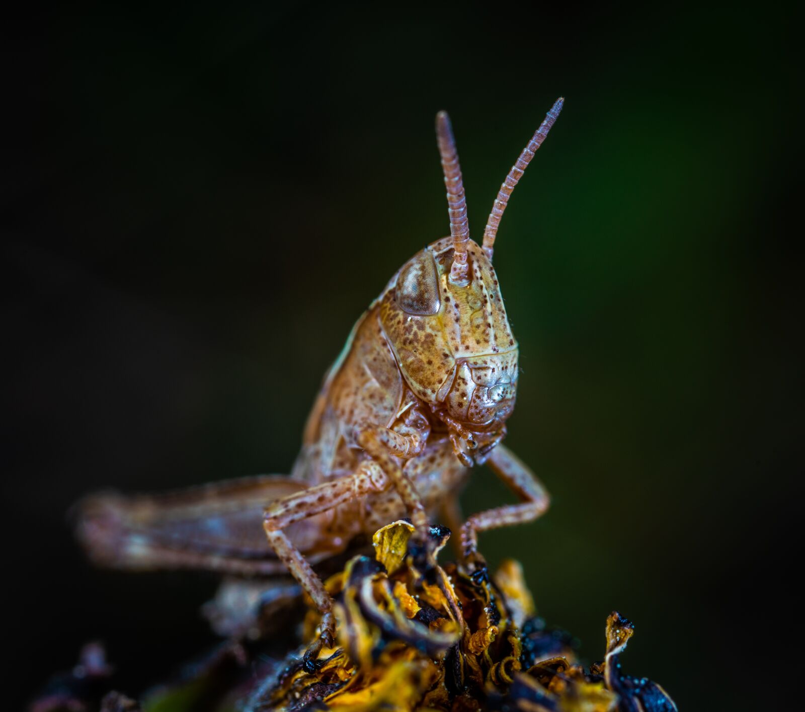 Sony a7R II sample photo. Macro, insect photography