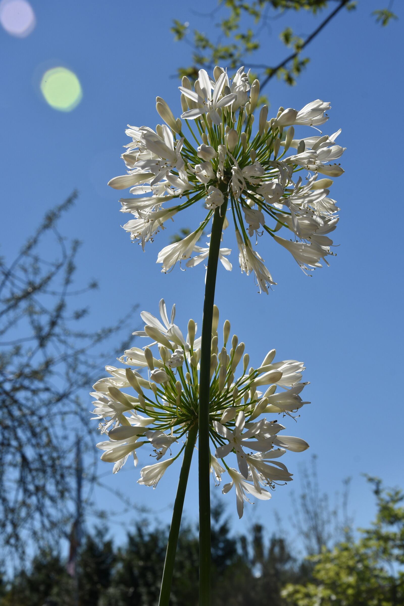 Nikon D3400 sample photo. Agapanthus, white, love flower photography