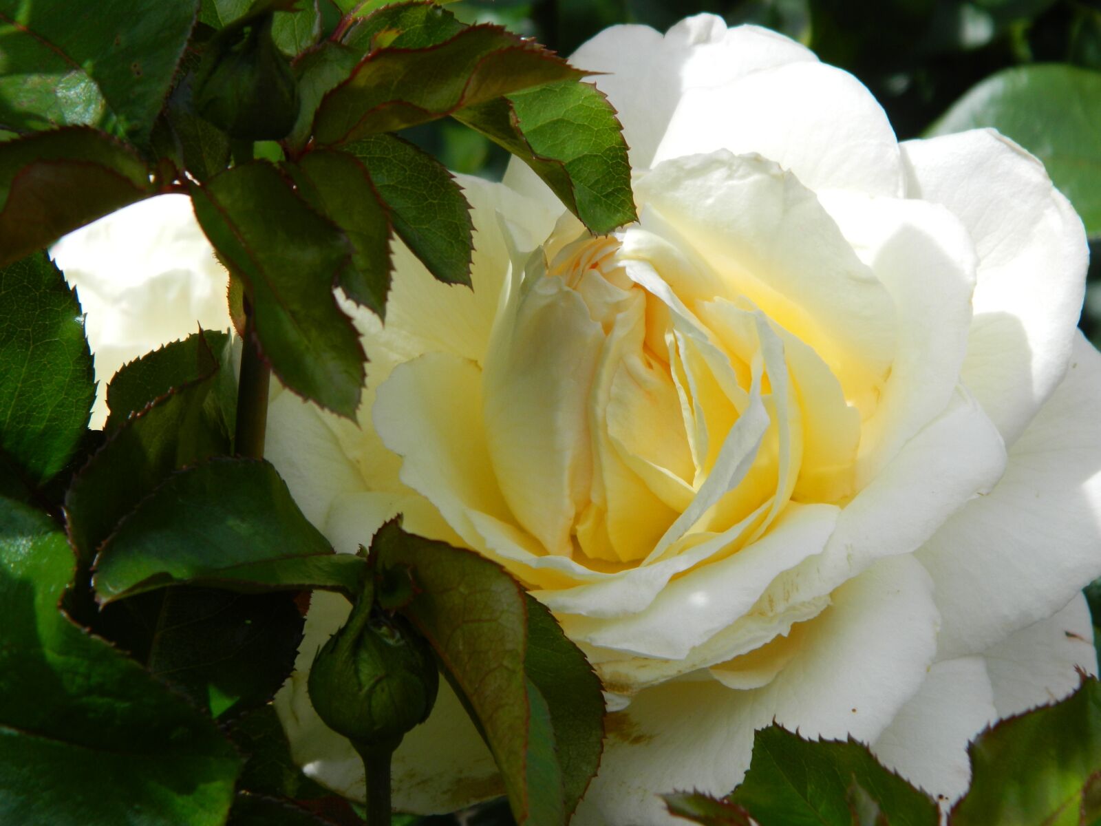 Nikon COOLPIX L310 sample photo. Yellow, rose, flower photography