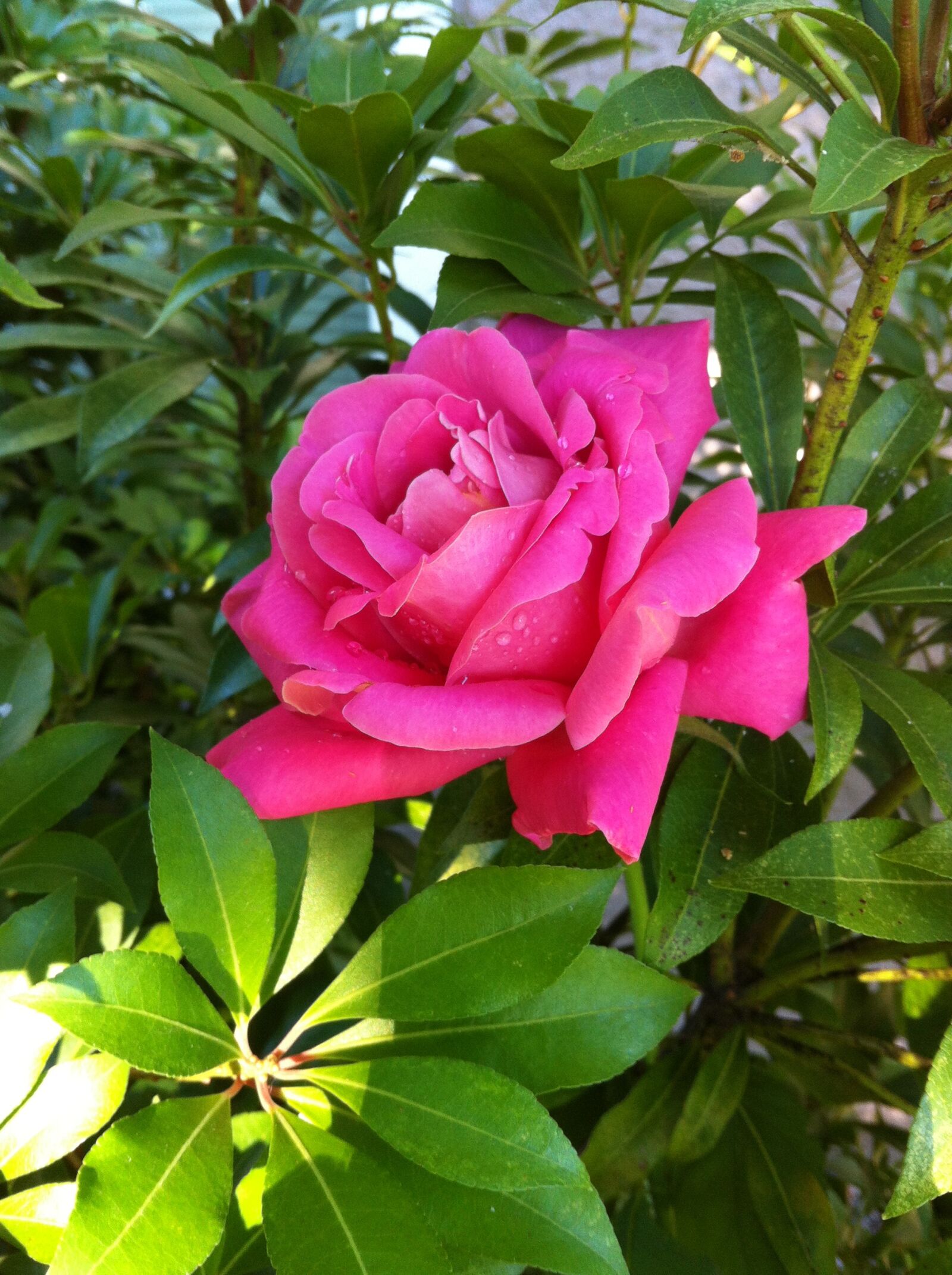 Apple iPhone 4 + iPhone 4 back camera 3.85mm f/2.8 sample photo. Magenta, rose, flower photography