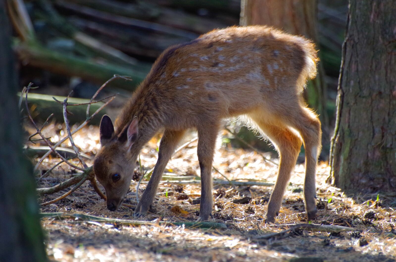 Pentax K-30 sample photo. Roe deer, fawn, fallow photography