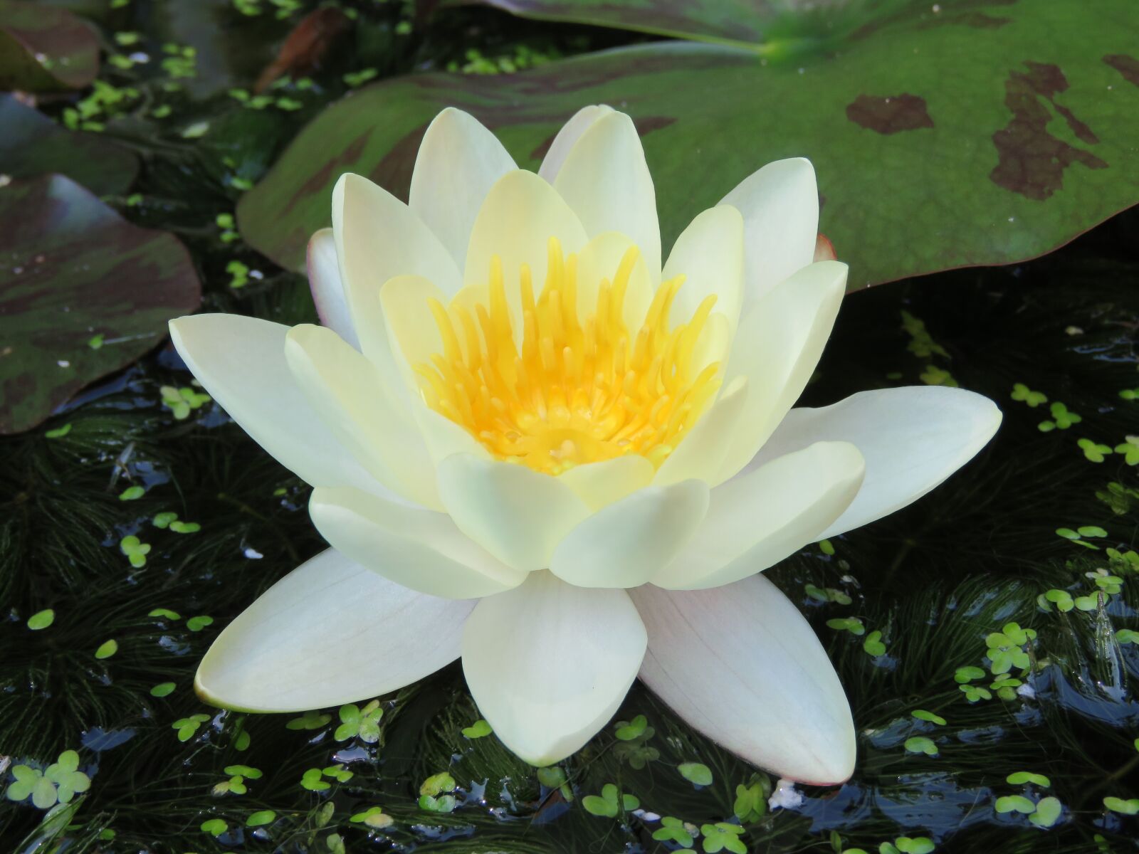 Canon PowerShot SX60 HS sample photo. Water lily, flower, yellow photography