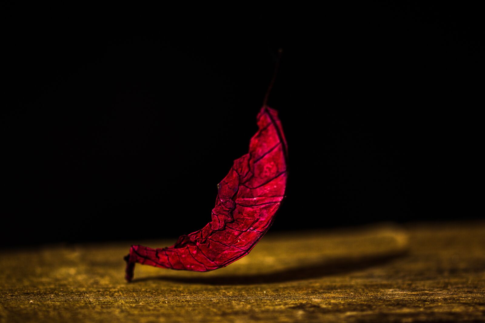 Nikon D7200 sample photo. Leaf, leaves, shadow photography