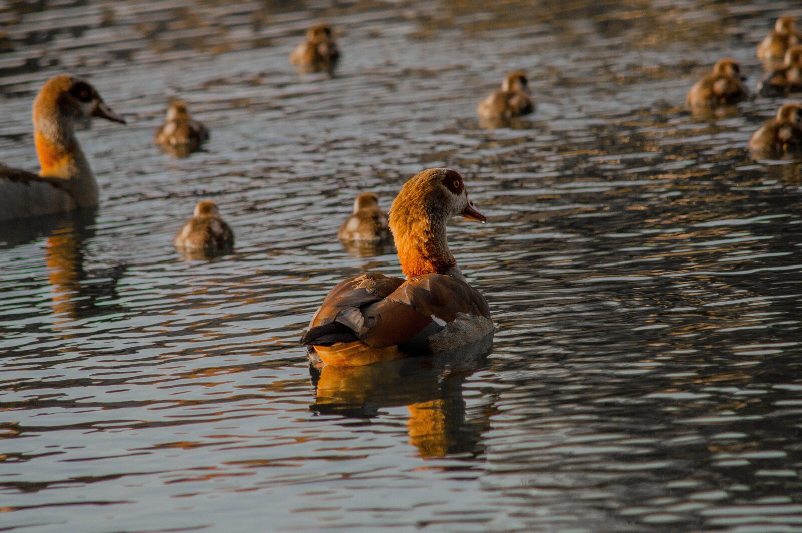 Nikon D3200 sample photo. Duck, pond, lake photography