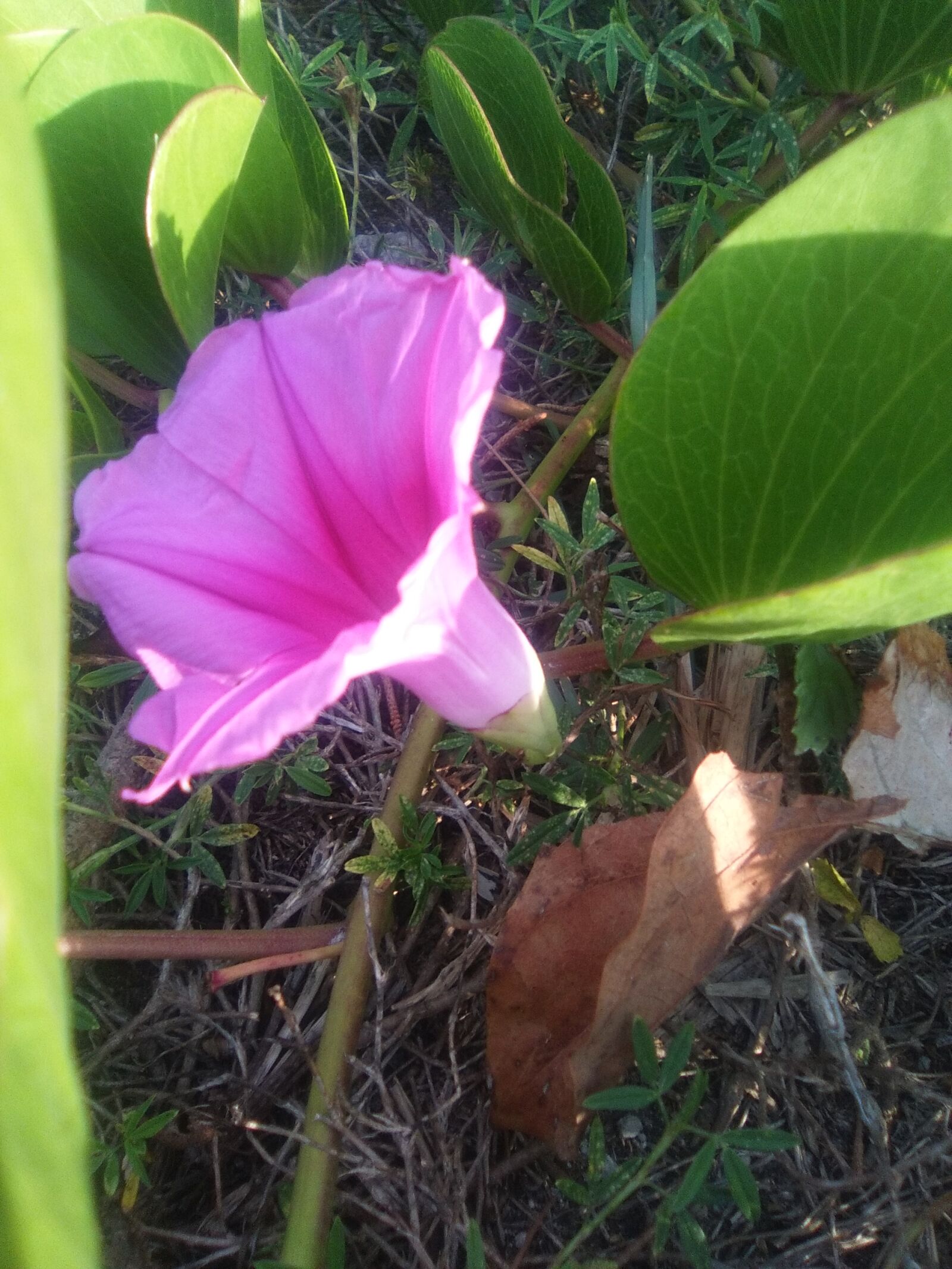 HUAWEI Y635-L03 sample photo. Close, up, morning, glory photography