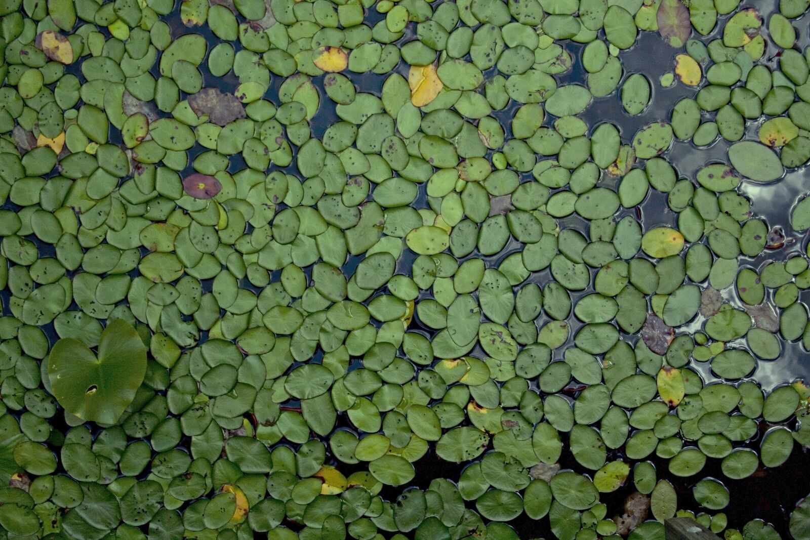 Canon EOS 30D sample photo. Waterlilies, plants, leaf photography