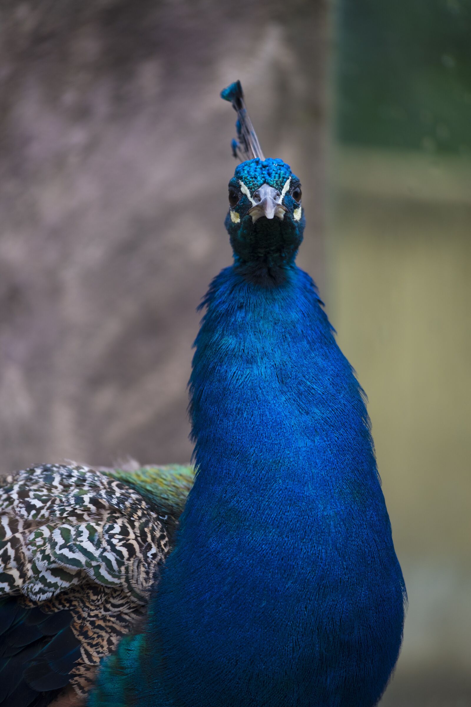 Fujifilm XF 50-140mm F2.8 R LM OIS WR sample photo. Bird, animal, peacock photography