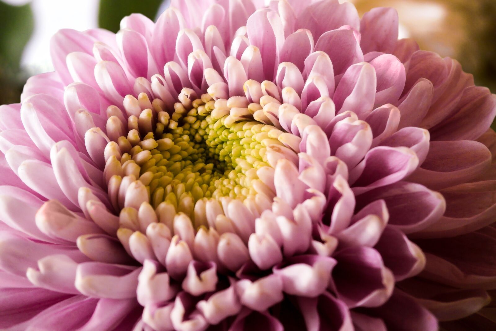 Olympus VG180,D770 sample photo. Flower, blossom, purple photography